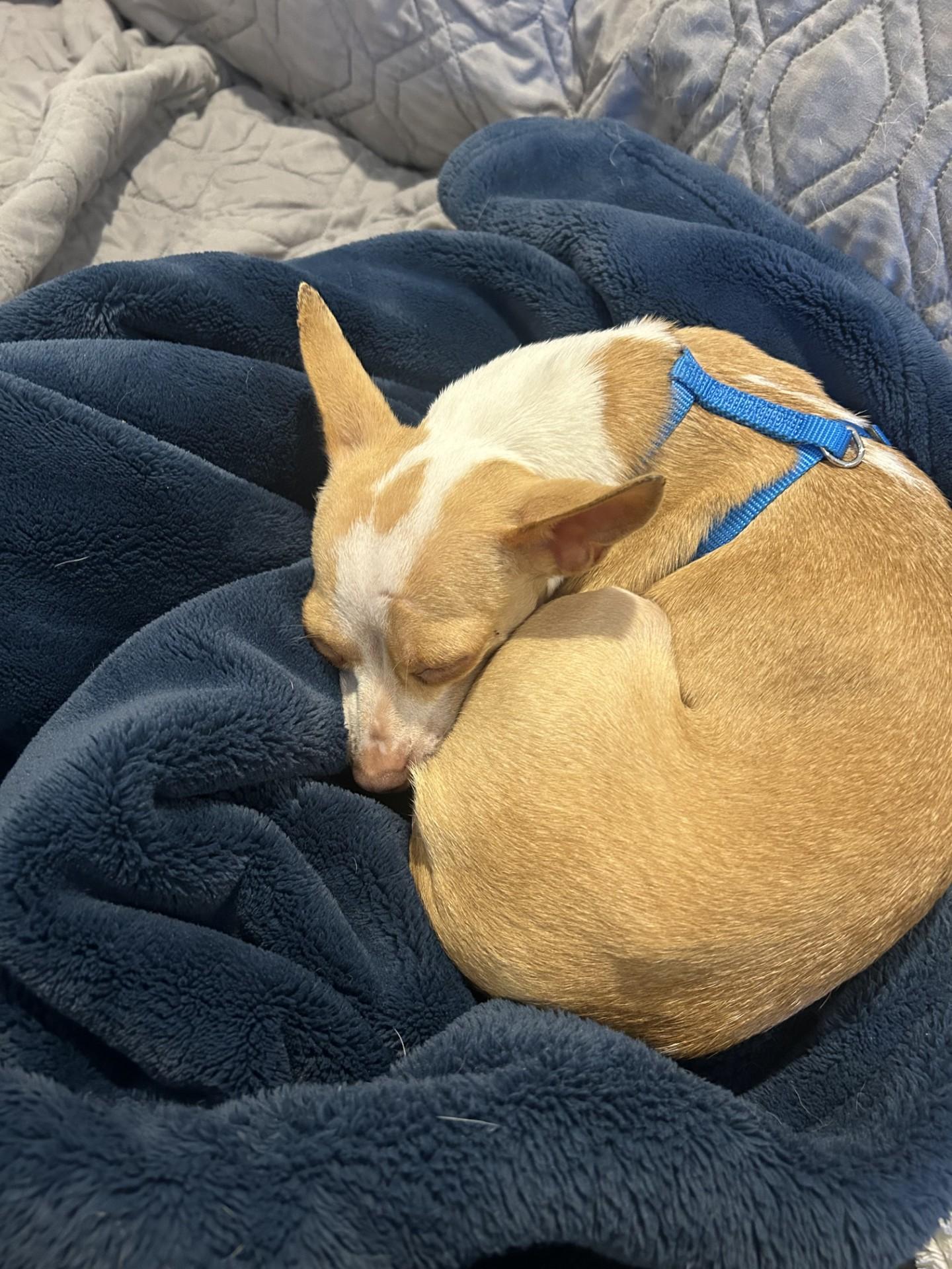 Princess (Beth-fostered in New England)