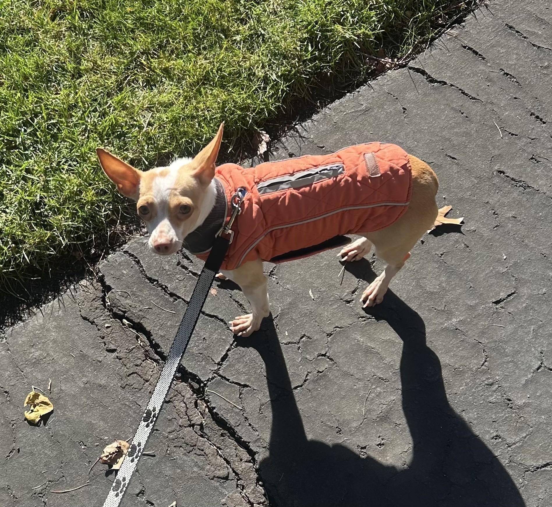 Princess (Beth-fostered in New England)