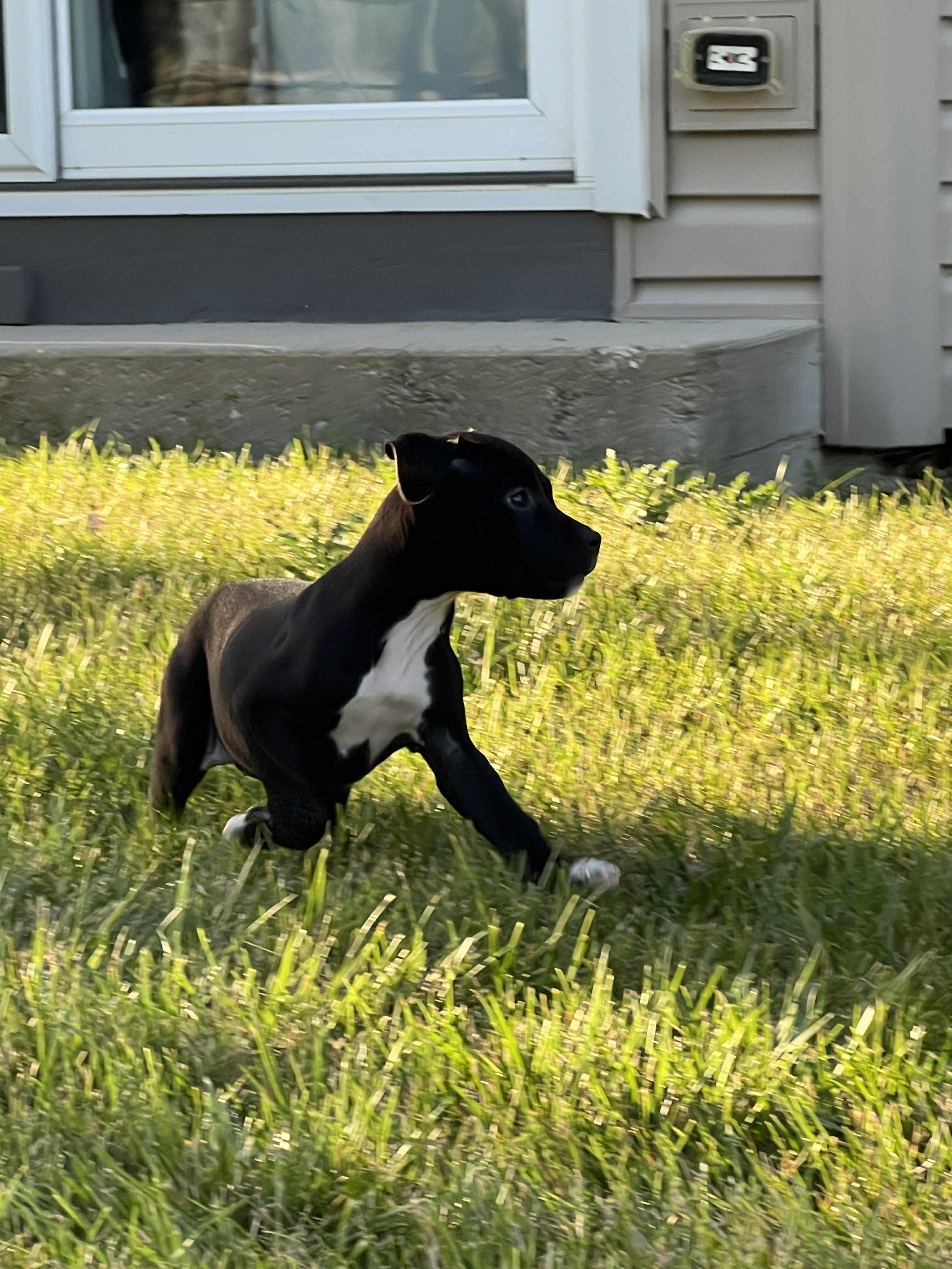 Nyra, a Adopted mixed breed in Elgin, IL image 1/6