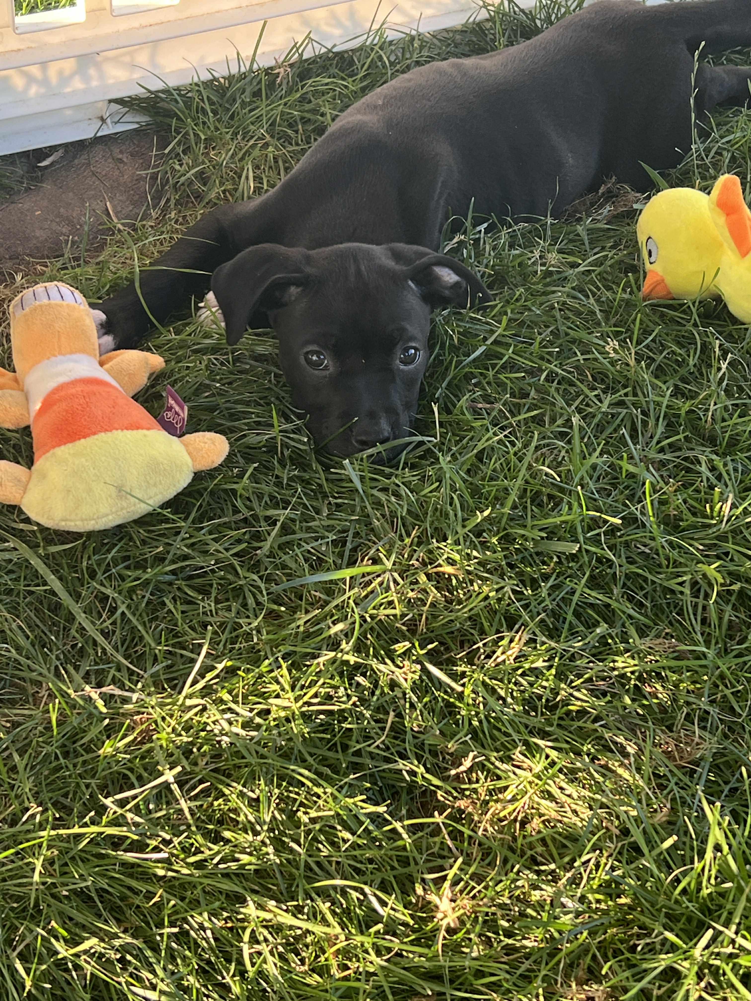 Nyra, a Adopted mixed breed in Elgin, IL image 2/6