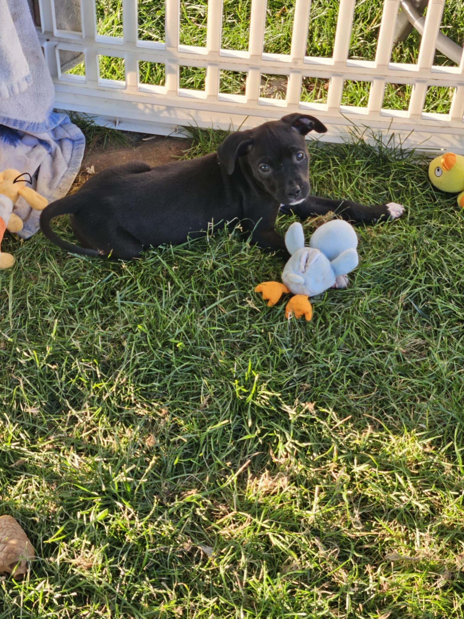 Nyra, a Adopted mixed breed in Elgin, IL image 3/6