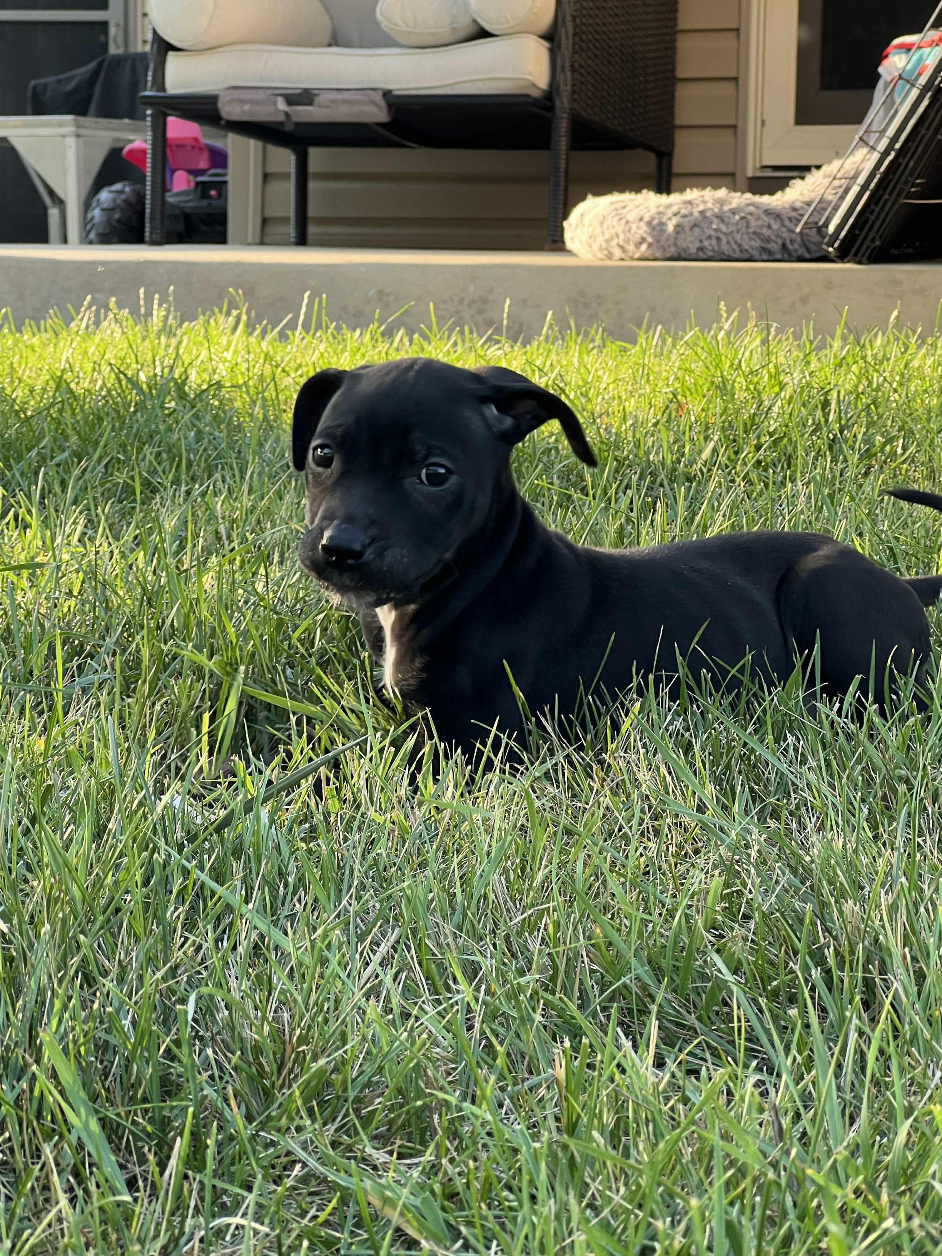 Nyra, a Adopted mixed breed in Elgin, IL image 4/6