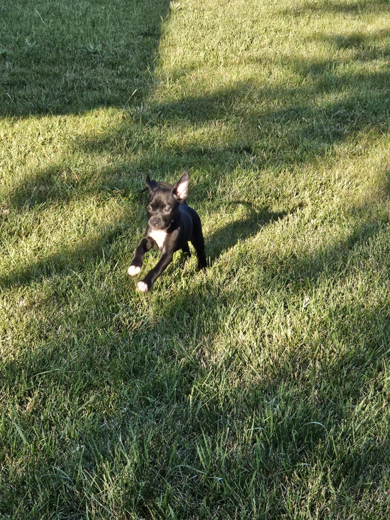 Nyra, Baby Female Pit Bull Terrier