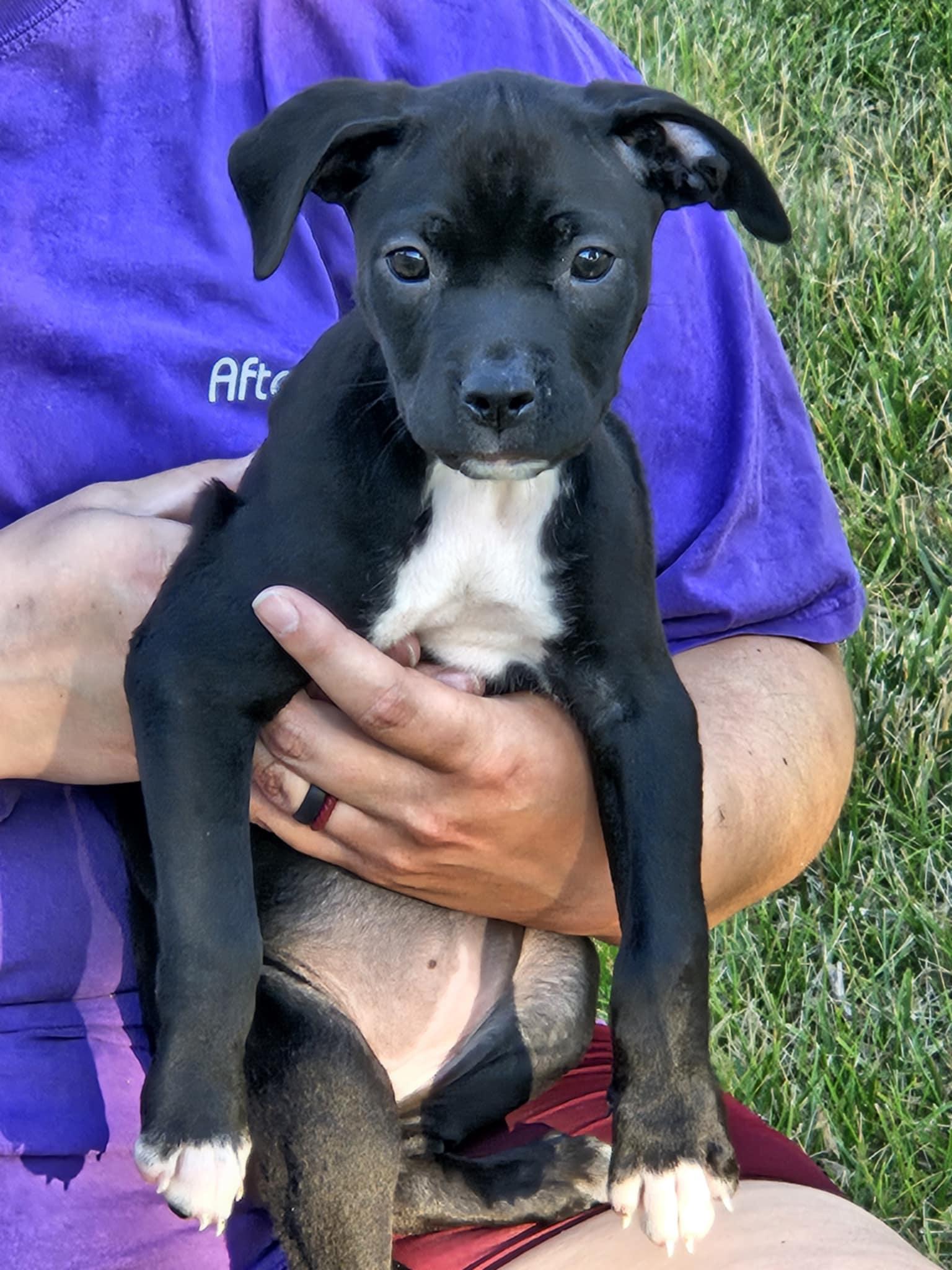 Nyra, a Adopted mixed breed in Elgin, IL image 6/6