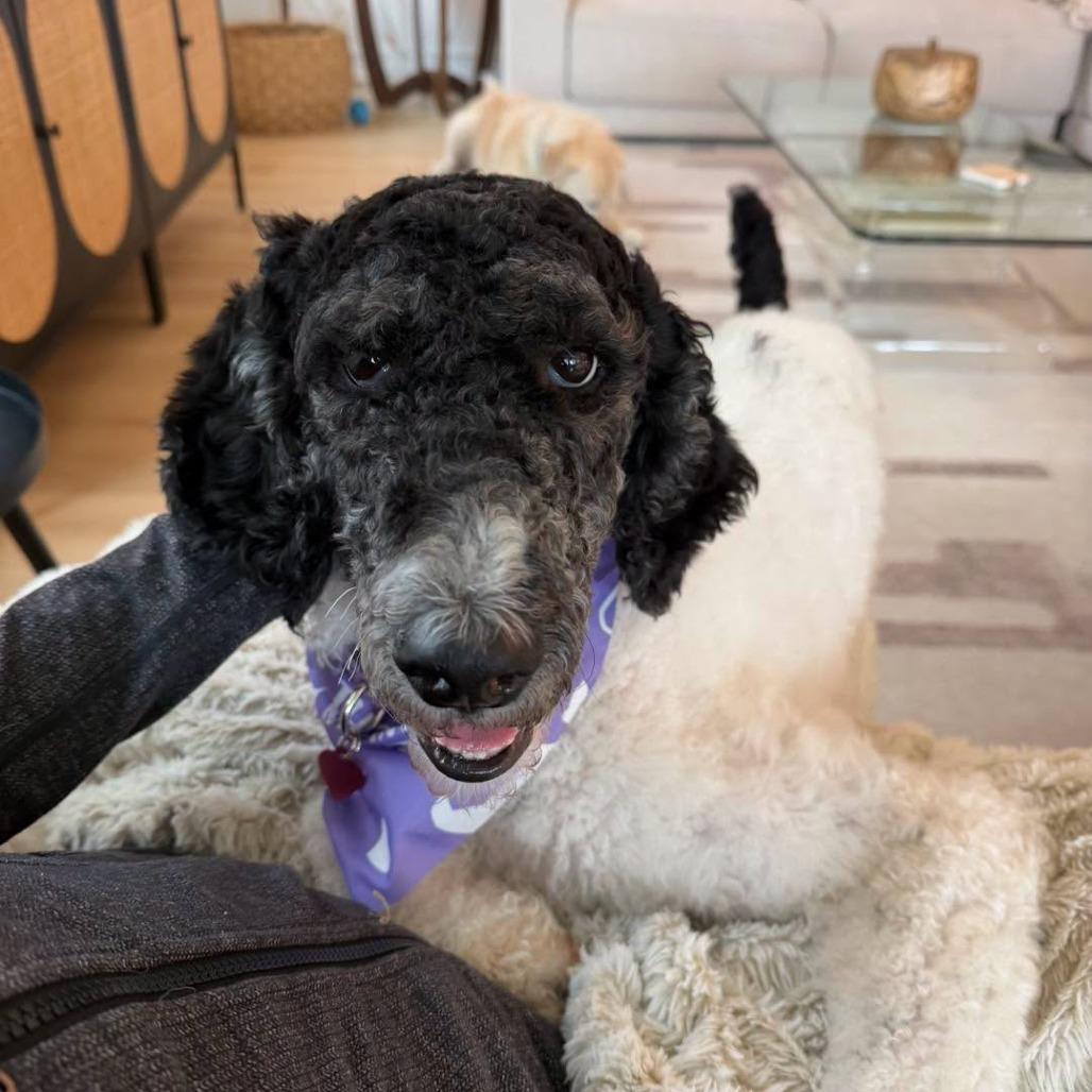 Maddie, Adoptable, Adult Female Standard Poodle.