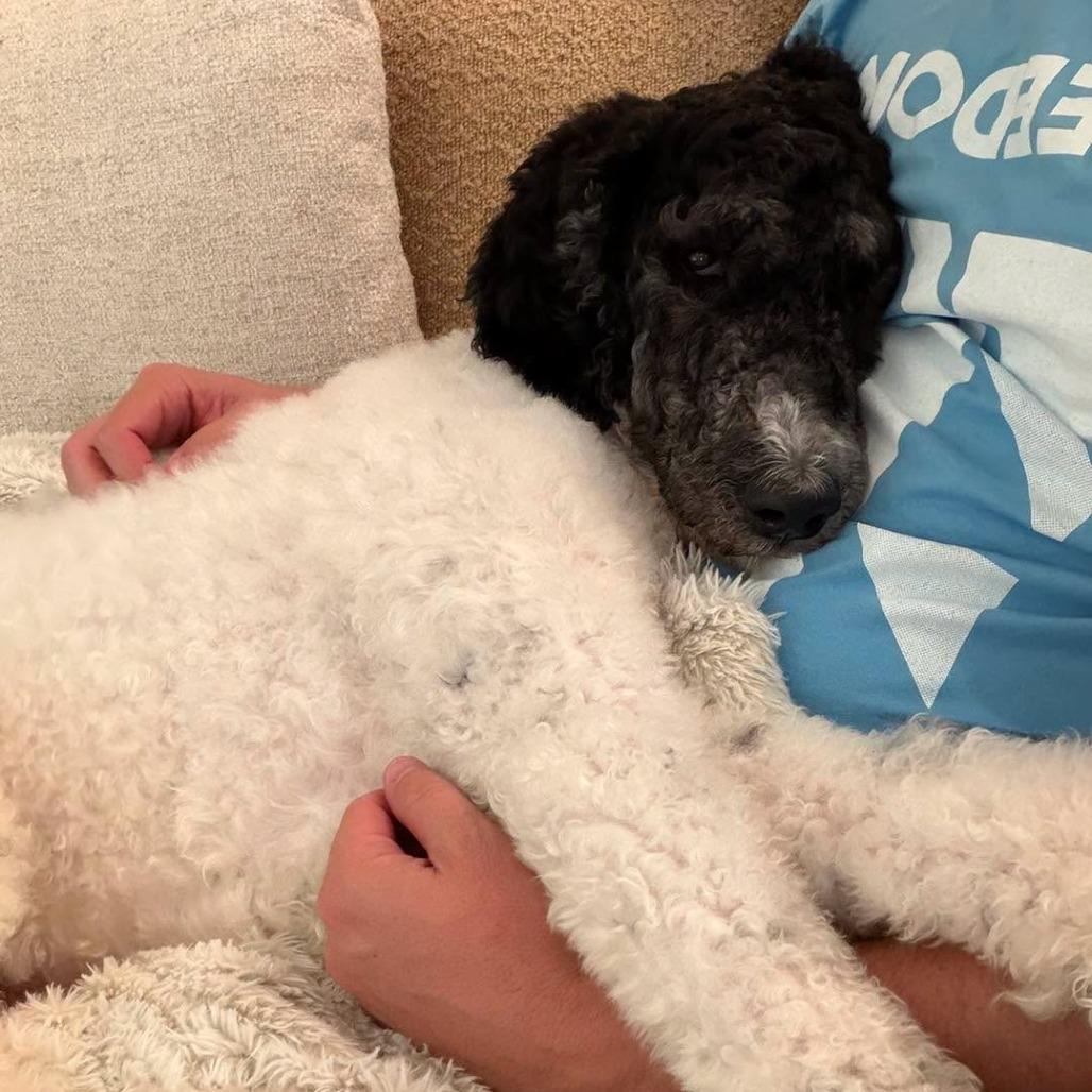 Enlarge Maddie, a Adoptable Standard Poodle in Sarasota, FL image 2/6