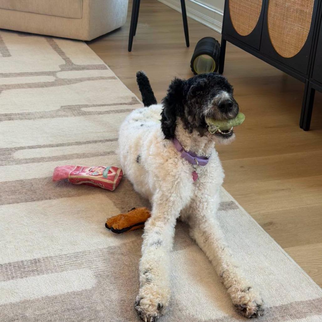 Enlarge Maddie, a Adoptable Standard Poodle in Sarasota, FL image 3/6