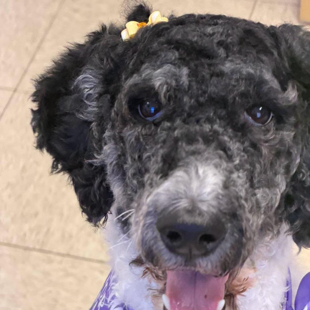 Enlarge Maddie, a Adoptable Standard Poodle in Sarasota, FL image 4/6