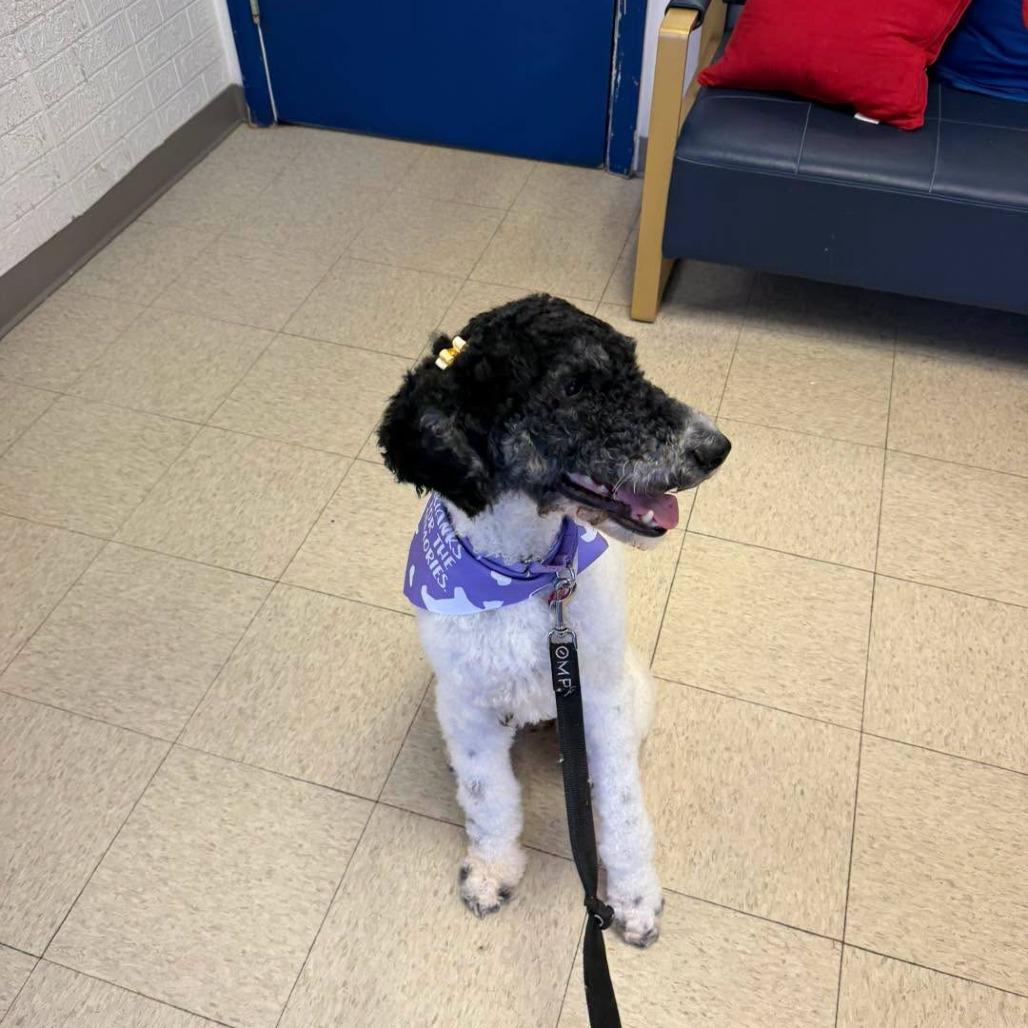 Enlarge Maddie, a Adoptable Standard Poodle in Sarasota, FL image 5/6