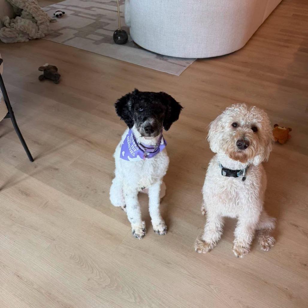 Enlarge Maddie, a Adoptable Standard Poodle in Sarasota, FL image 6/6
