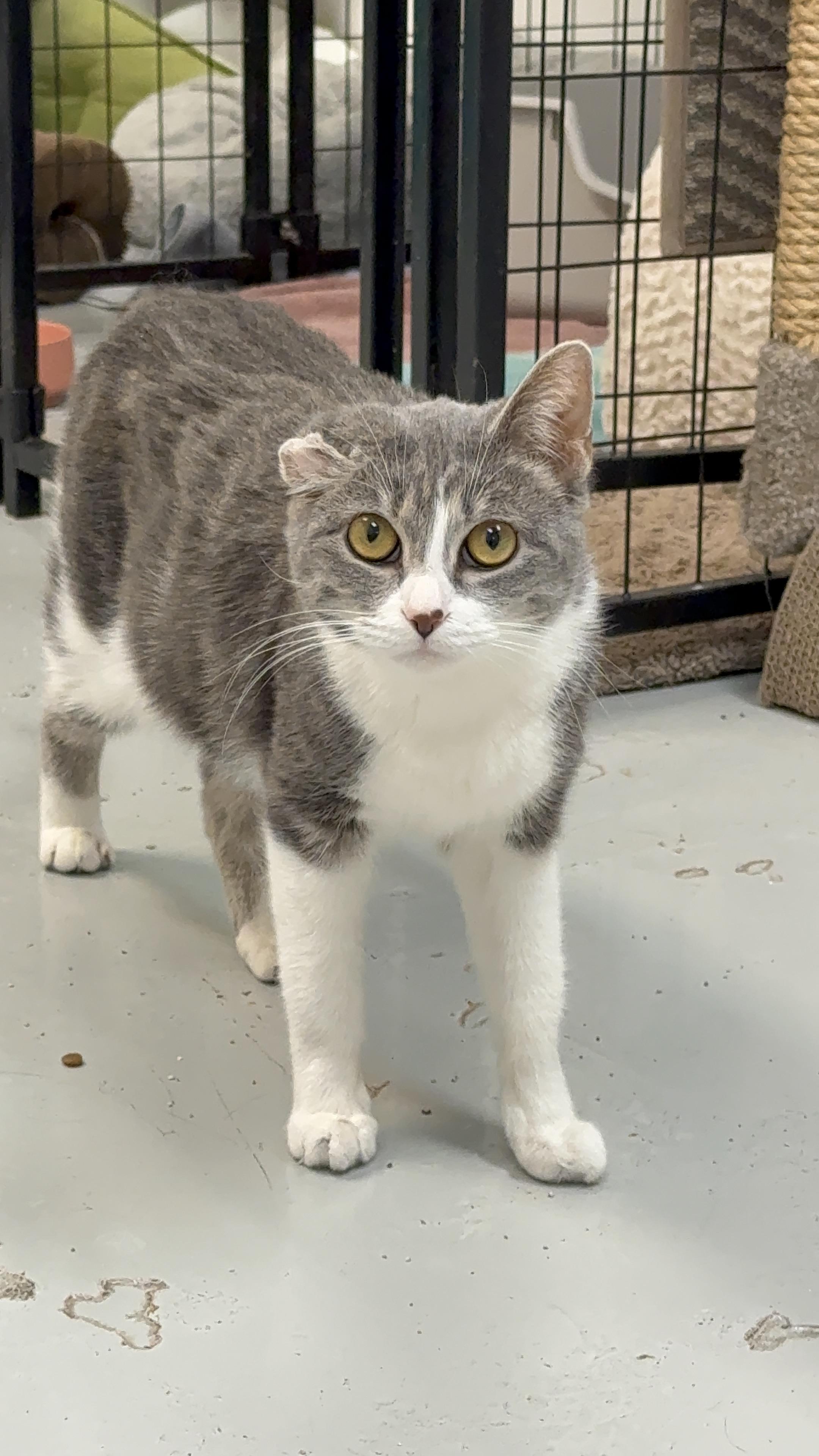 Enlarge Gray, a Adoptable Domestic Short Hair in Crystal Lake, IL image 1/5