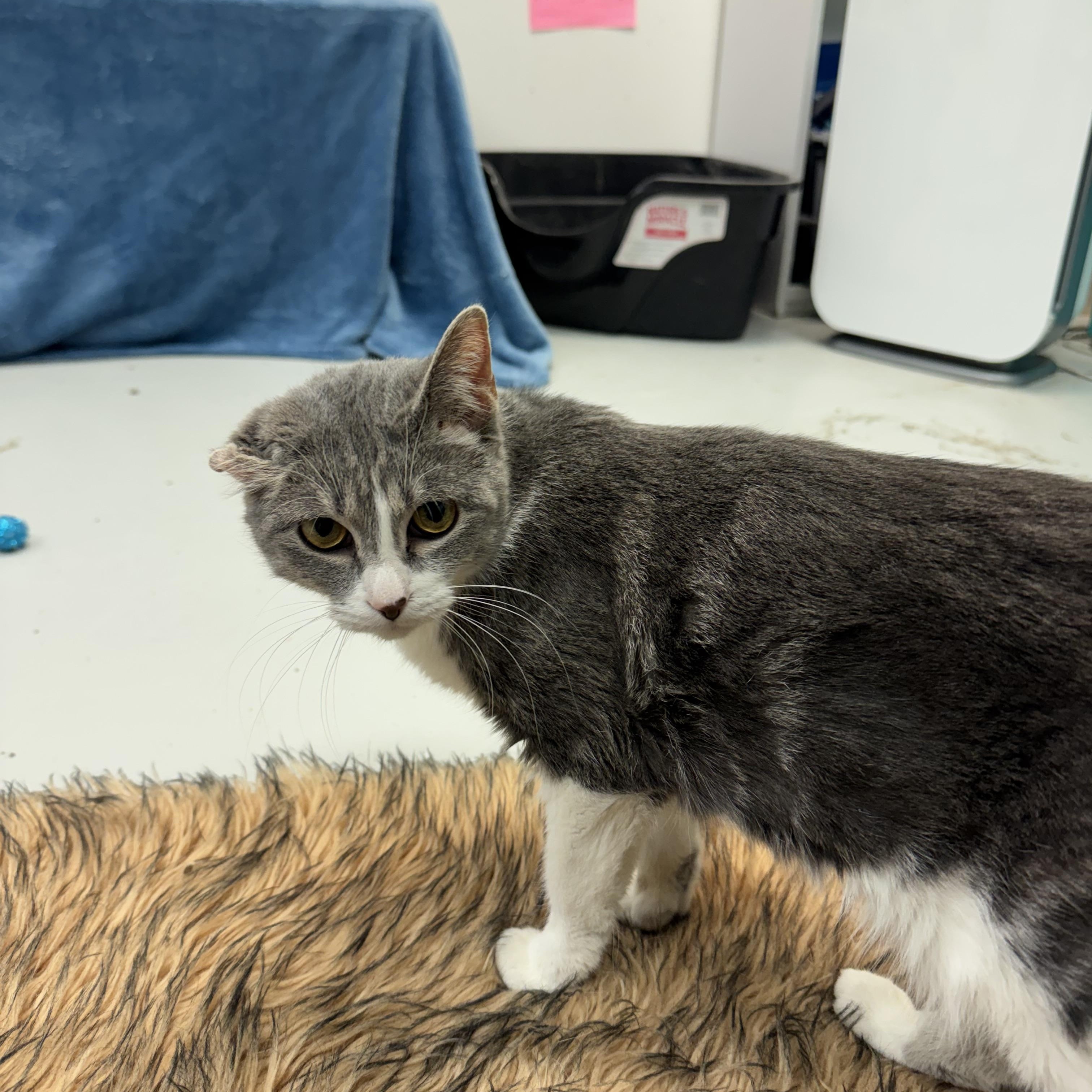 Enlarge Gray, a Adoptable Domestic Short Hair in Crystal Lake, IL image 2/5