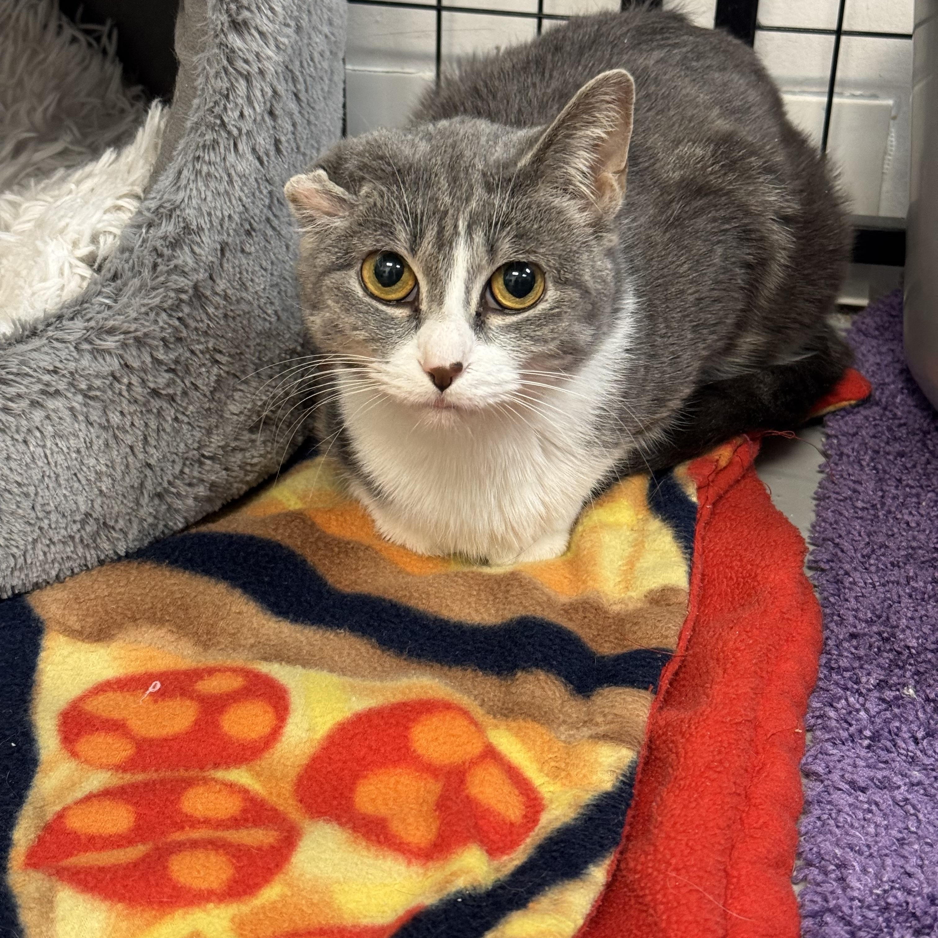 Enlarge Gray, a Adoptable Domestic Short Hair in Crystal Lake, IL image 3/5