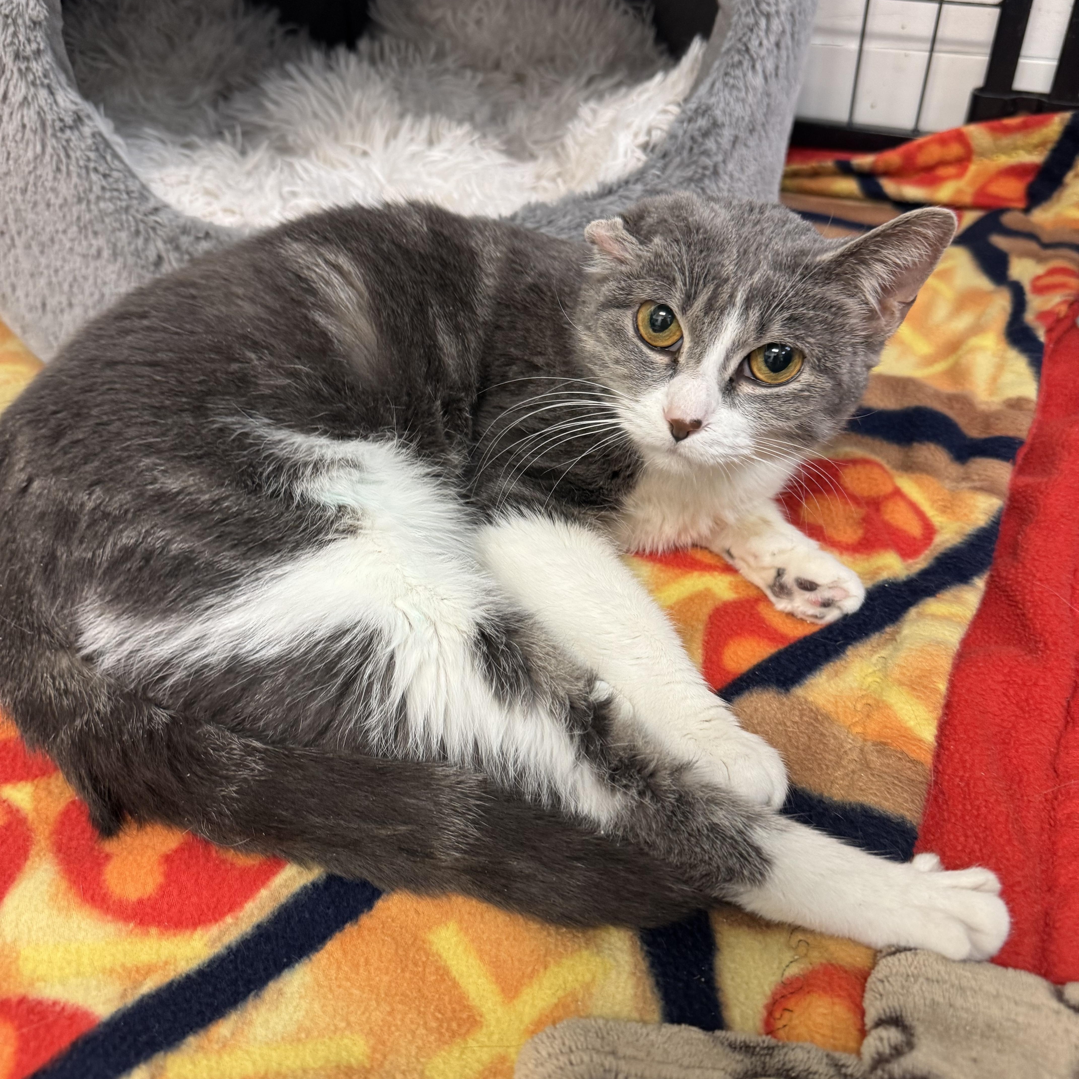 Enlarge Gray, a Adoptable Domestic Short Hair in Crystal Lake, IL image 4/5