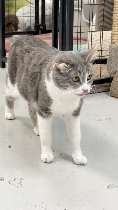 Enlarge Gray, a Adoptable Domestic Short Hair in Crystal Lake, IL video 5/5