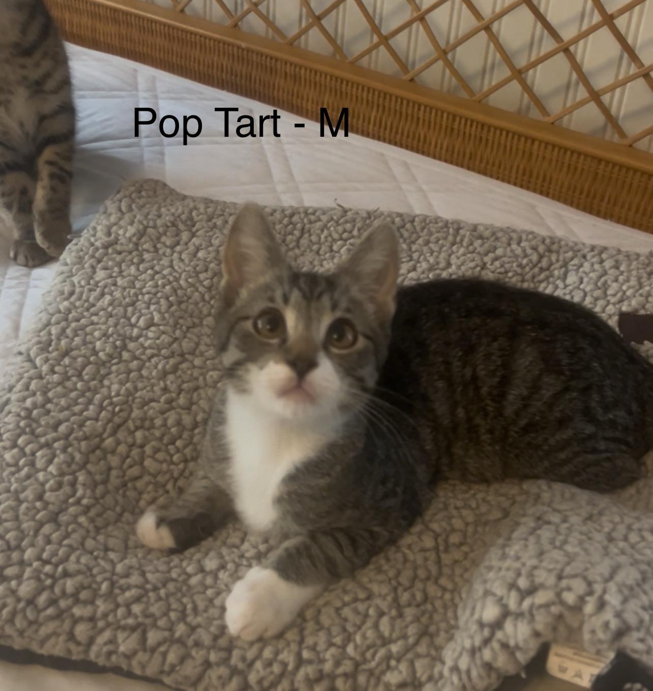 Enlarge Pop Tart, a Adoptable Domestic Short Hair in Mount Pleasant, SC image 1/1