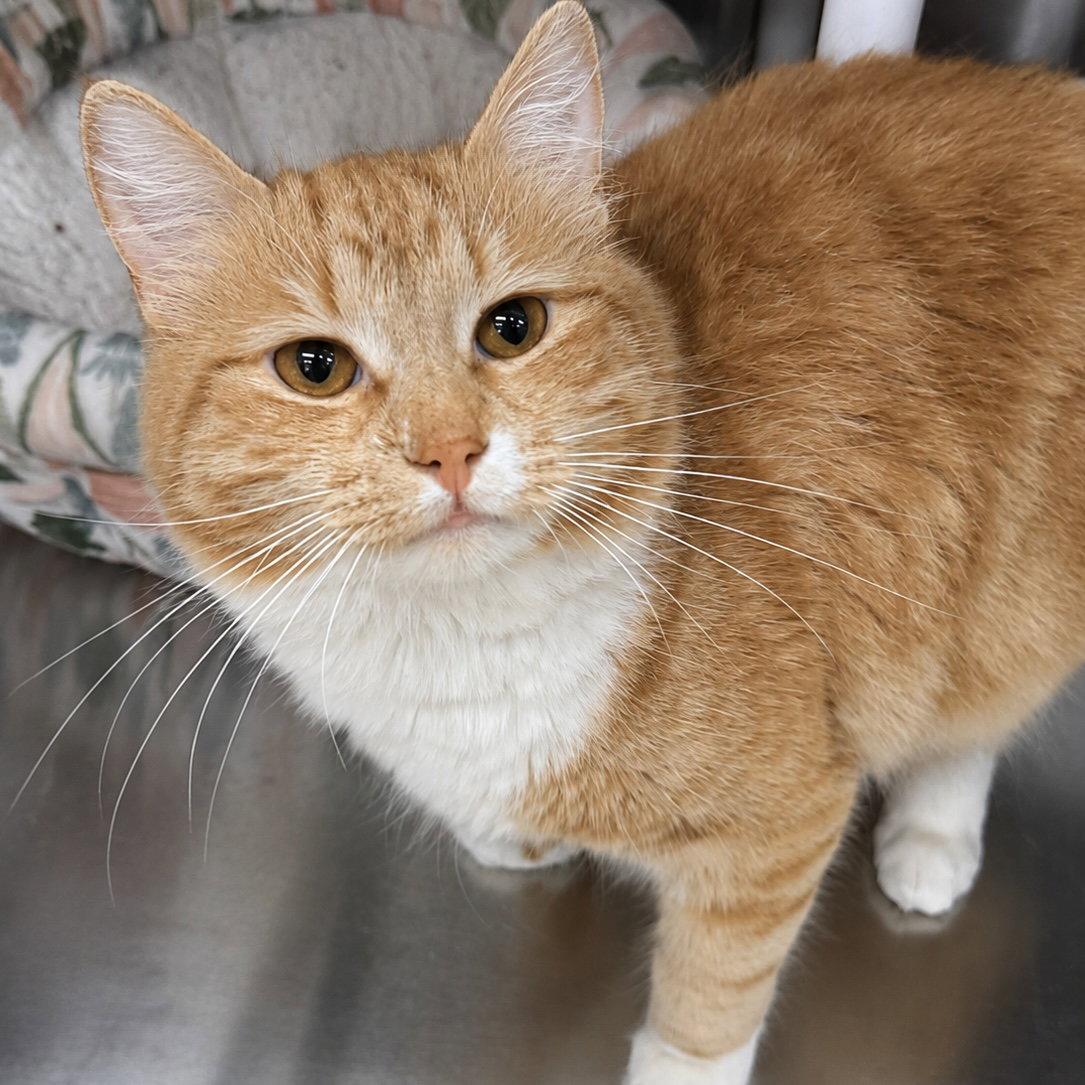 Hercules, Adoptable, Young Male Domestic Medium Hair.