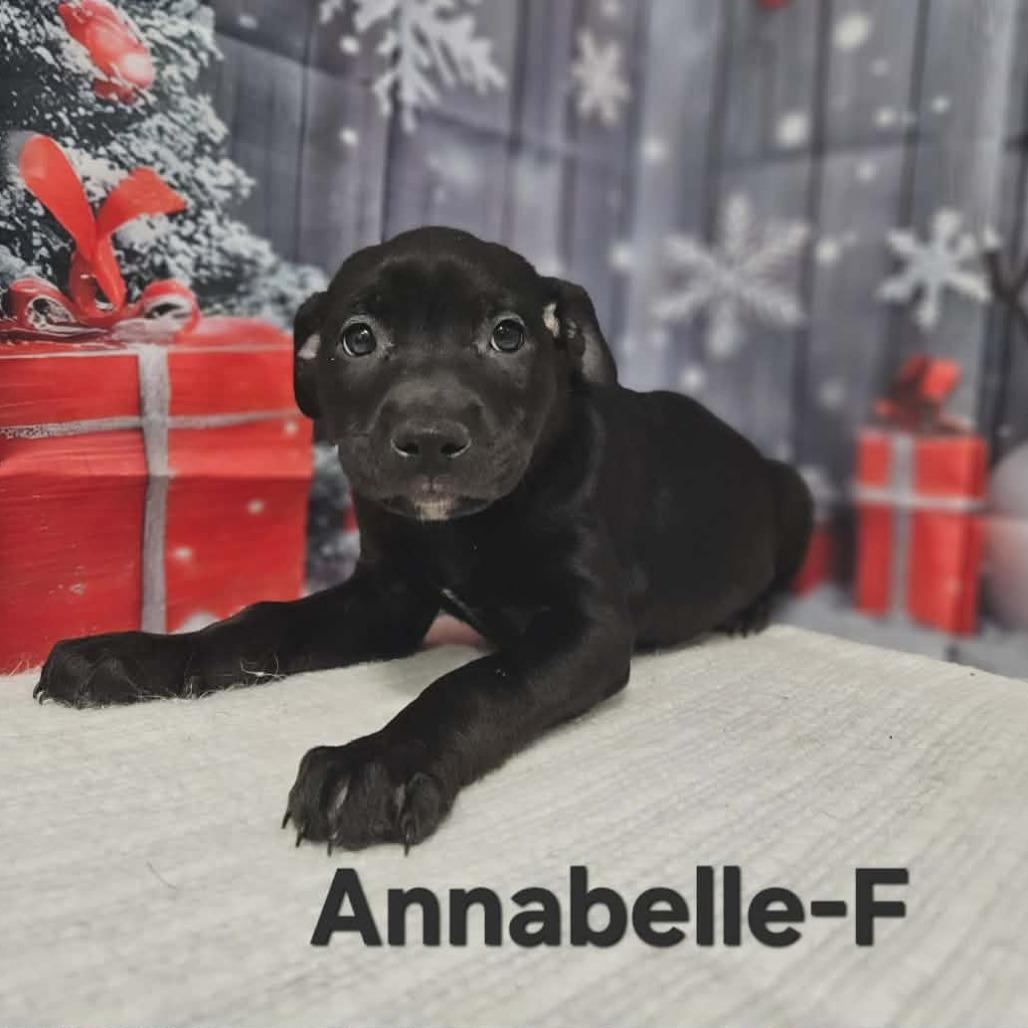Annabelle, Adoptable, Puppy Female Labrador Retriever & Black Labrador Retriever.