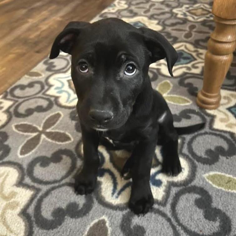 Enlarge Annabelle, a Adoptable mixed breed in Griswold, CT image 2/4