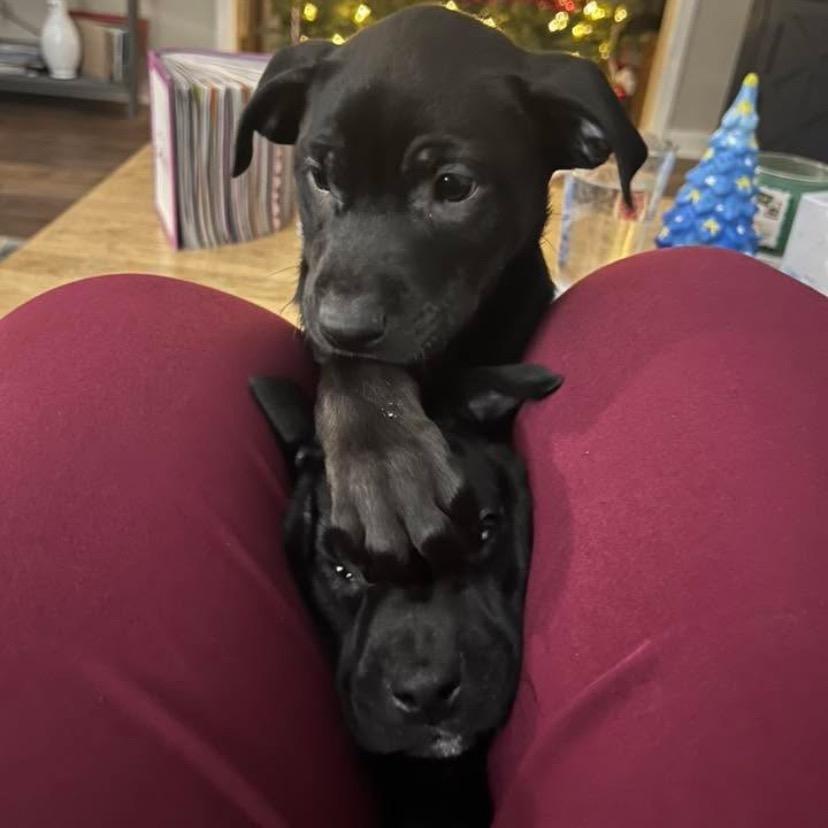 Enlarge Annabelle, a Adoptable mixed breed in Griswold, CT image 3/4