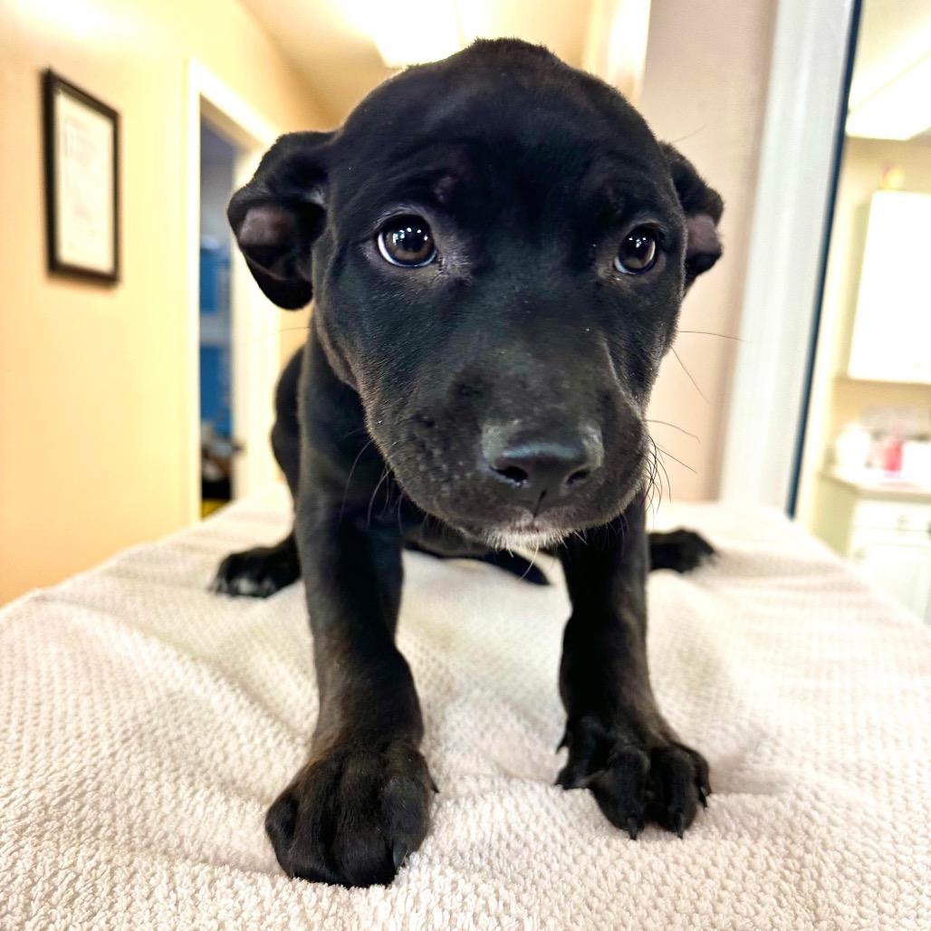 Enlarge Annabelle, a Adoptable mixed breed in Griswold, CT image 4/4