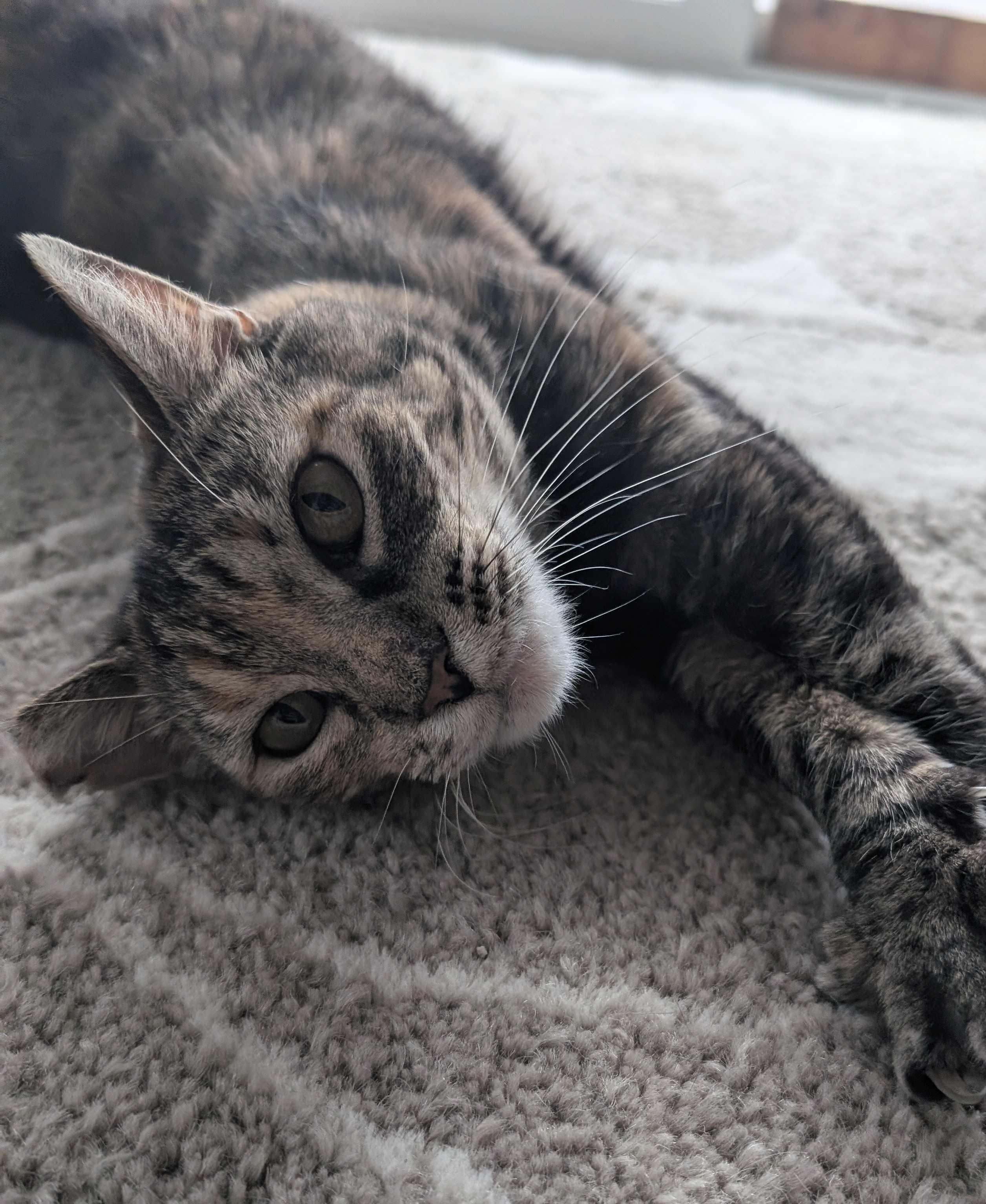 Fern, a ADOPTABLE Domestic Short Hair in Seattle, WA image 2/5