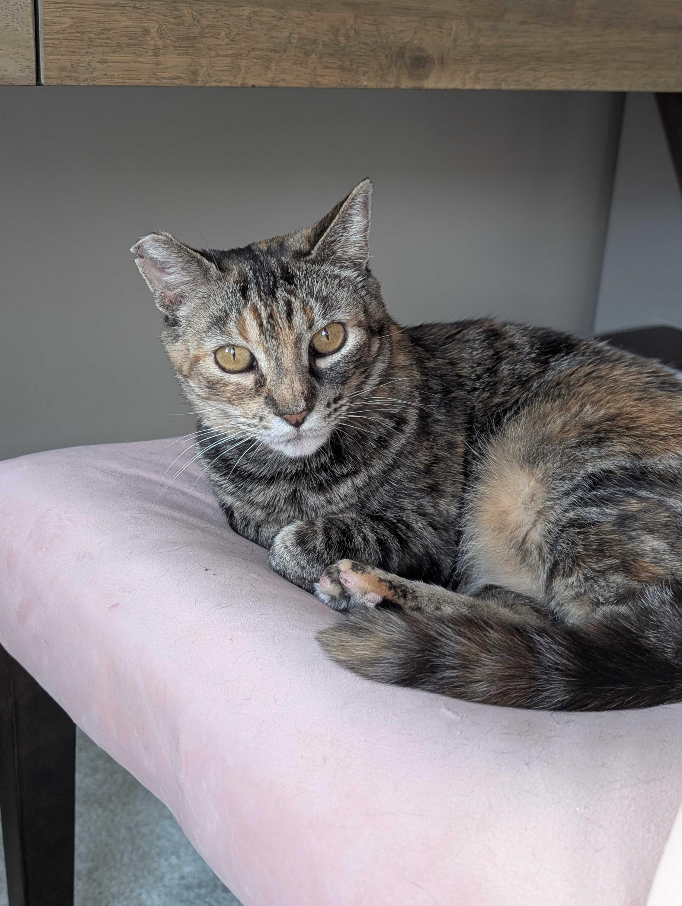 Fern, ADOPTABLE, Adult Female Domestic Short Hair.