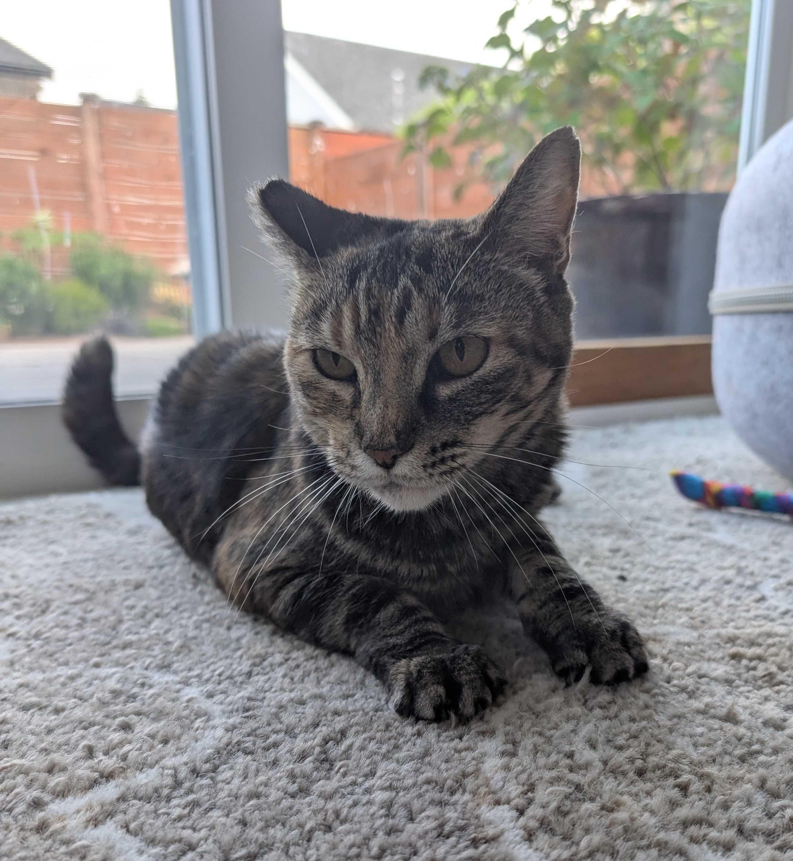 Fern, a ADOPTABLE Domestic Short Hair in Seattle, WA image 3/5