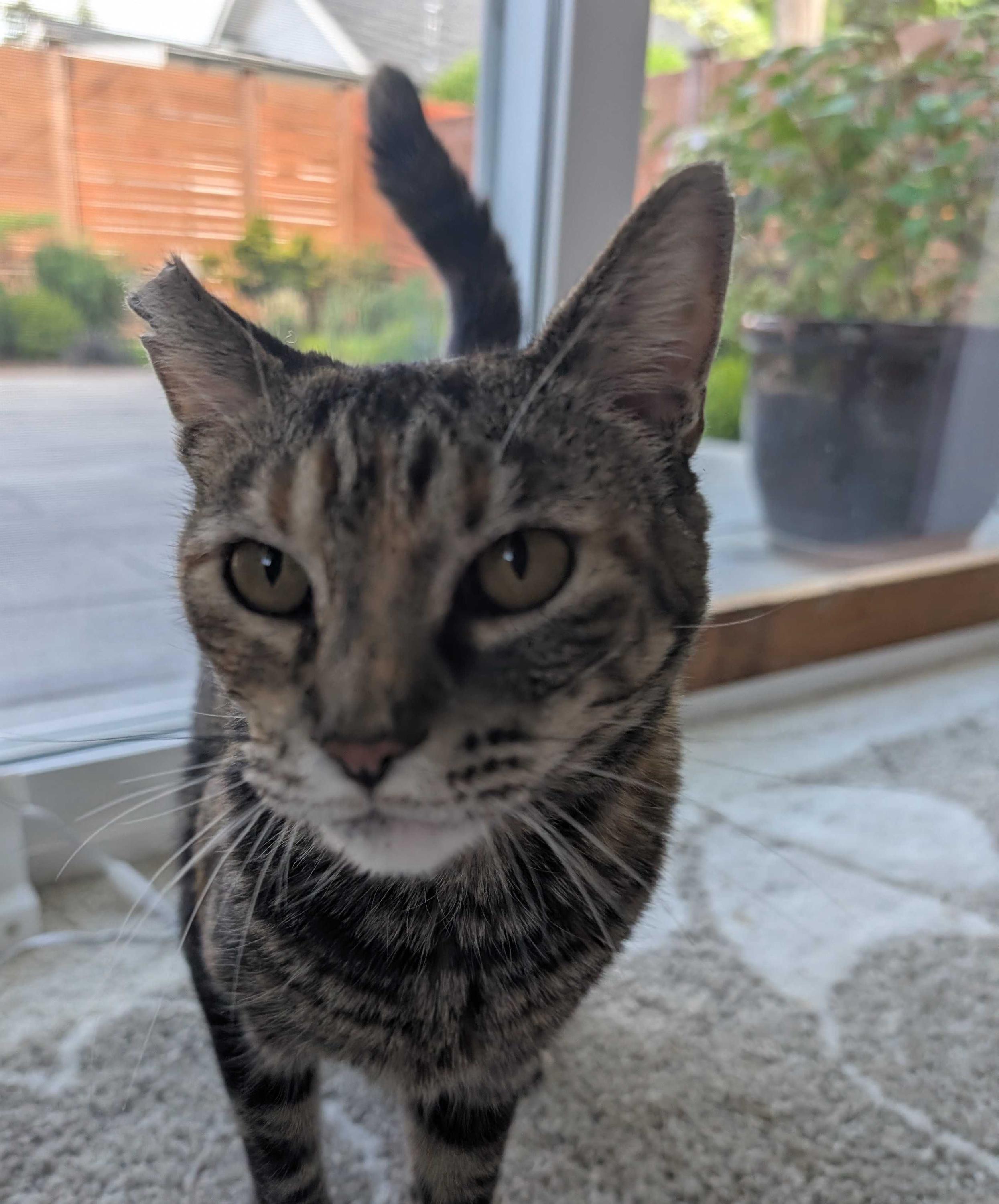 Fern, a ADOPTABLE Domestic Short Hair in Seattle, WA image 5/5