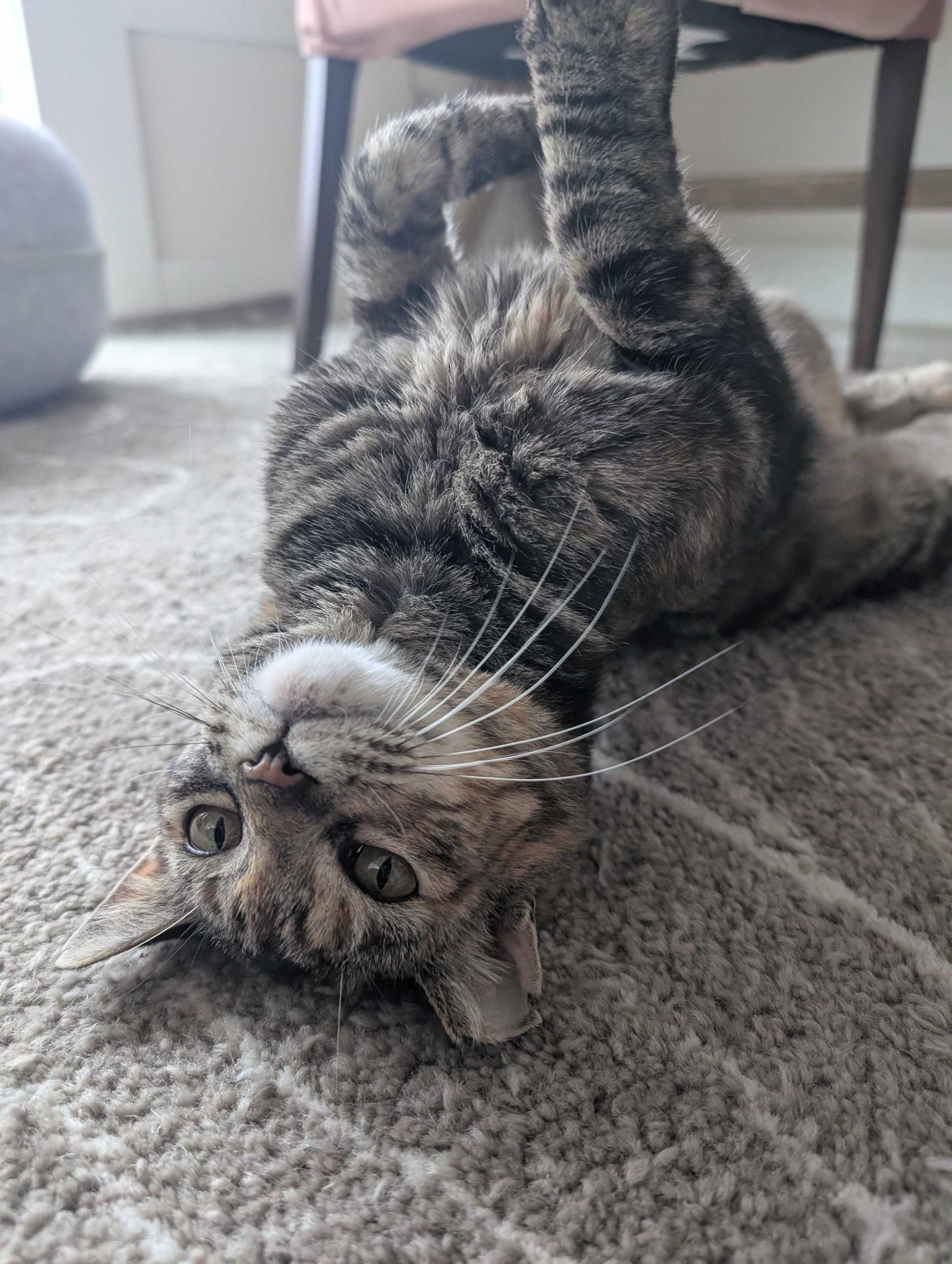 Fern, a ADOPTABLE Domestic Short Hair in Seattle, WA image 4/5