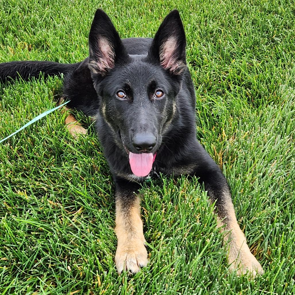 Miss Mia Pia, Adoptable, Young Female German Shepherd Dog.