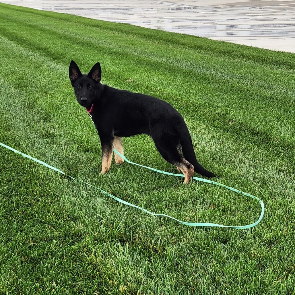 Enlarge Miss Mia Pia, a Adoptable German Shepherd Dog in Van Horne, IA image 2/3