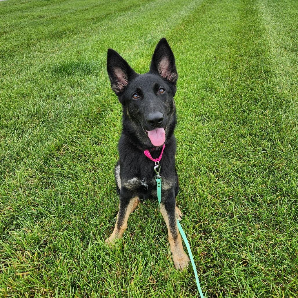 Enlarge Miss Mia Pia, a Adoptable German Shepherd Dog in Van Horne, IA image 3/3