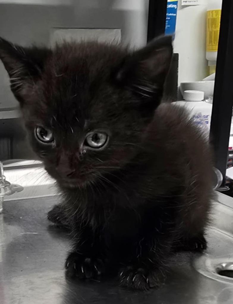 Enlarge Cake, a Adoptable mixed breed in Hillsdale, IN image 1/1