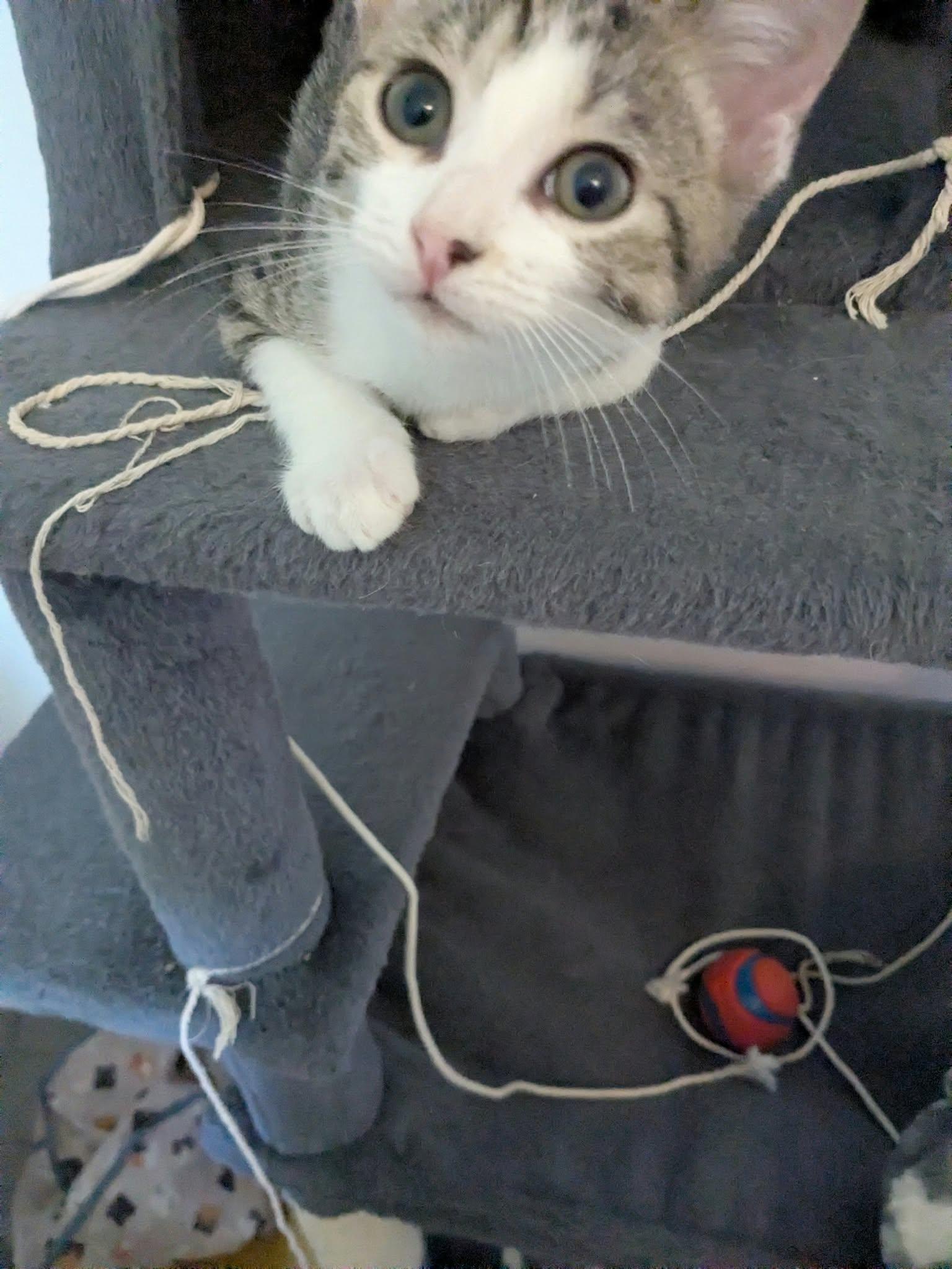 Enlarge Teddy, a Adopted mixed breed in Shelton, CT image 4/5