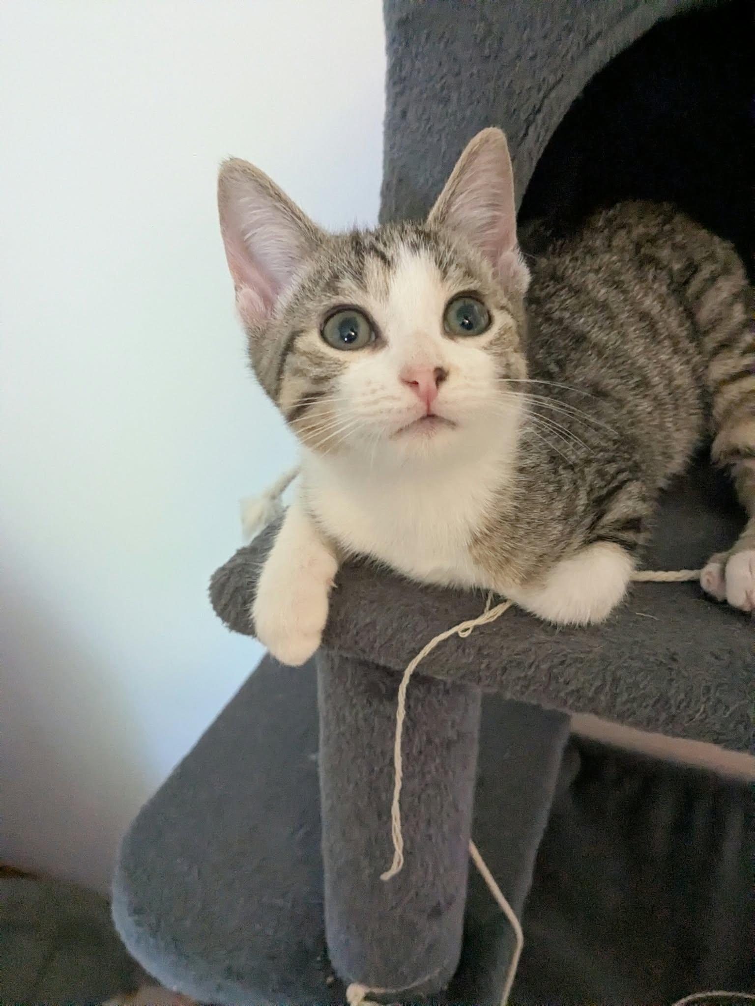 Enlarge Teddy, a Adopted mixed breed in Shelton, CT image 2/5