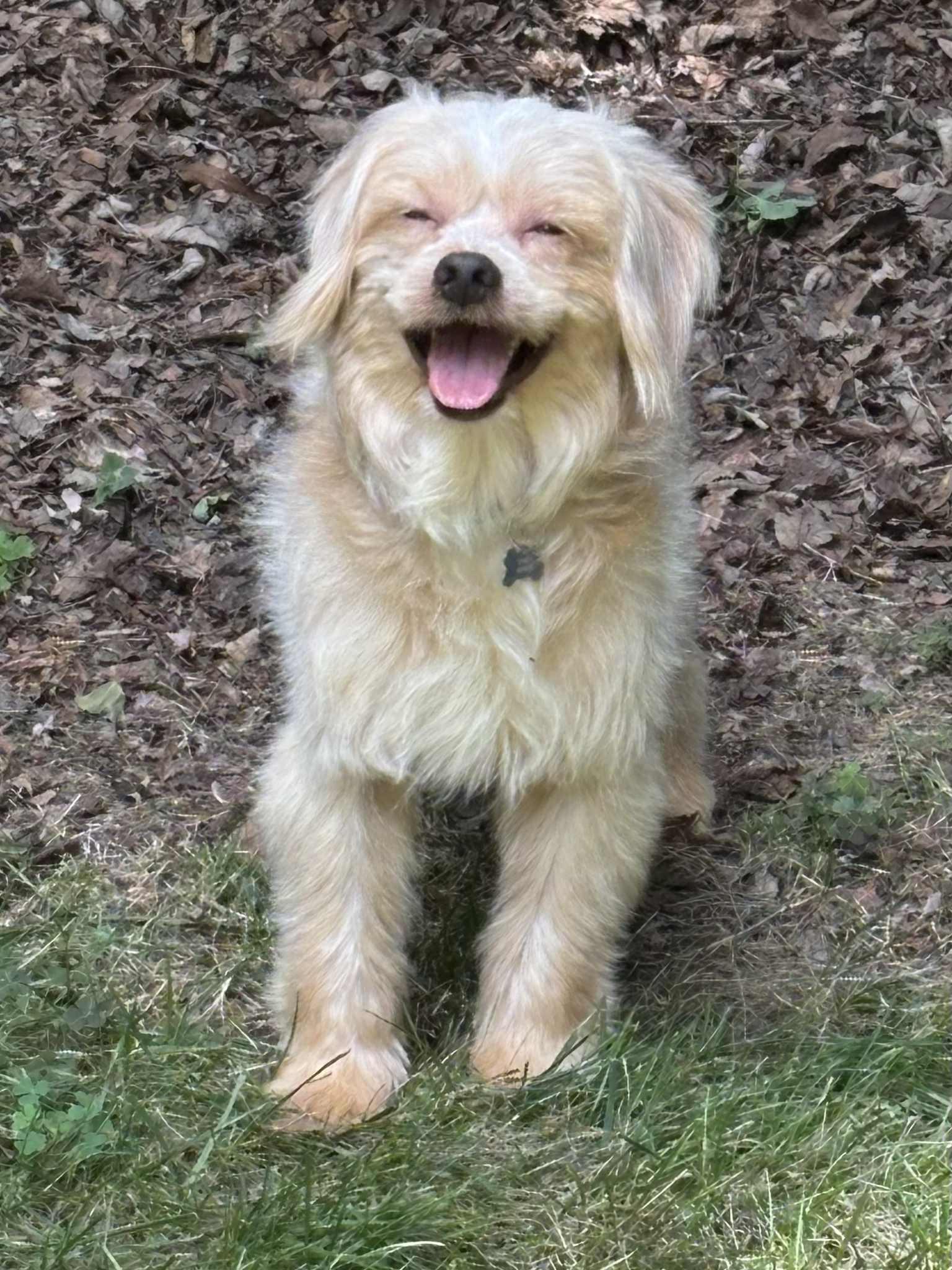 Enlarge Bailey, a Adopted mixed breed in Monroe, NC image 1/6