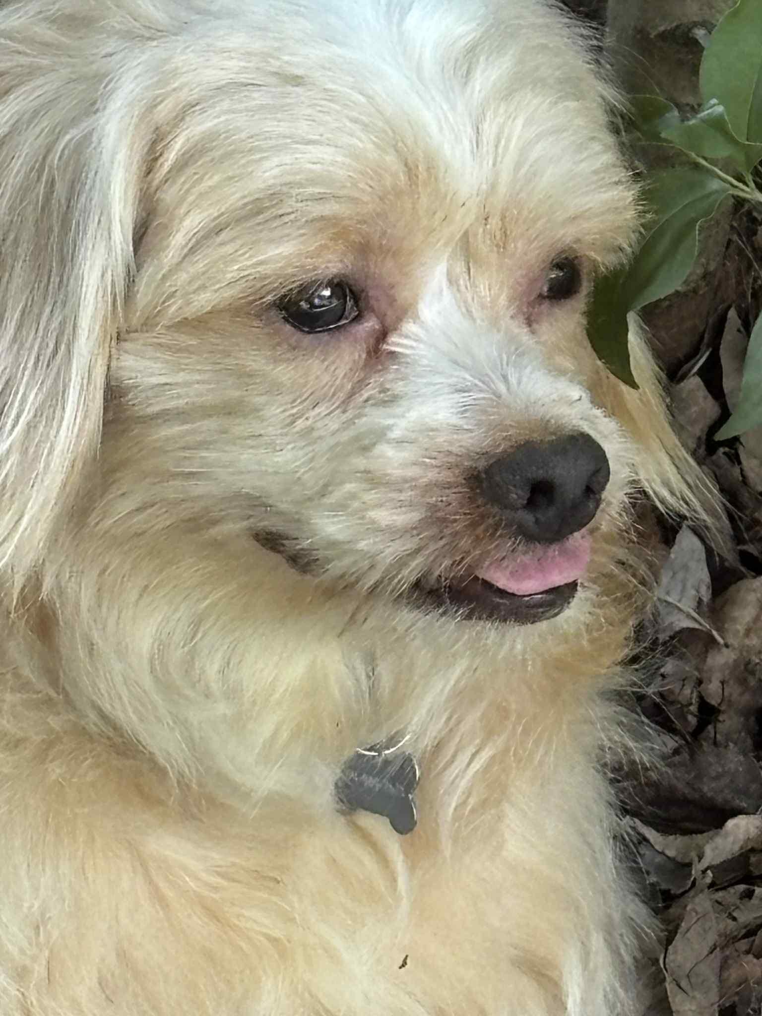 Enlarge Bailey, a Adopted mixed breed in Monroe, NC image 3/6