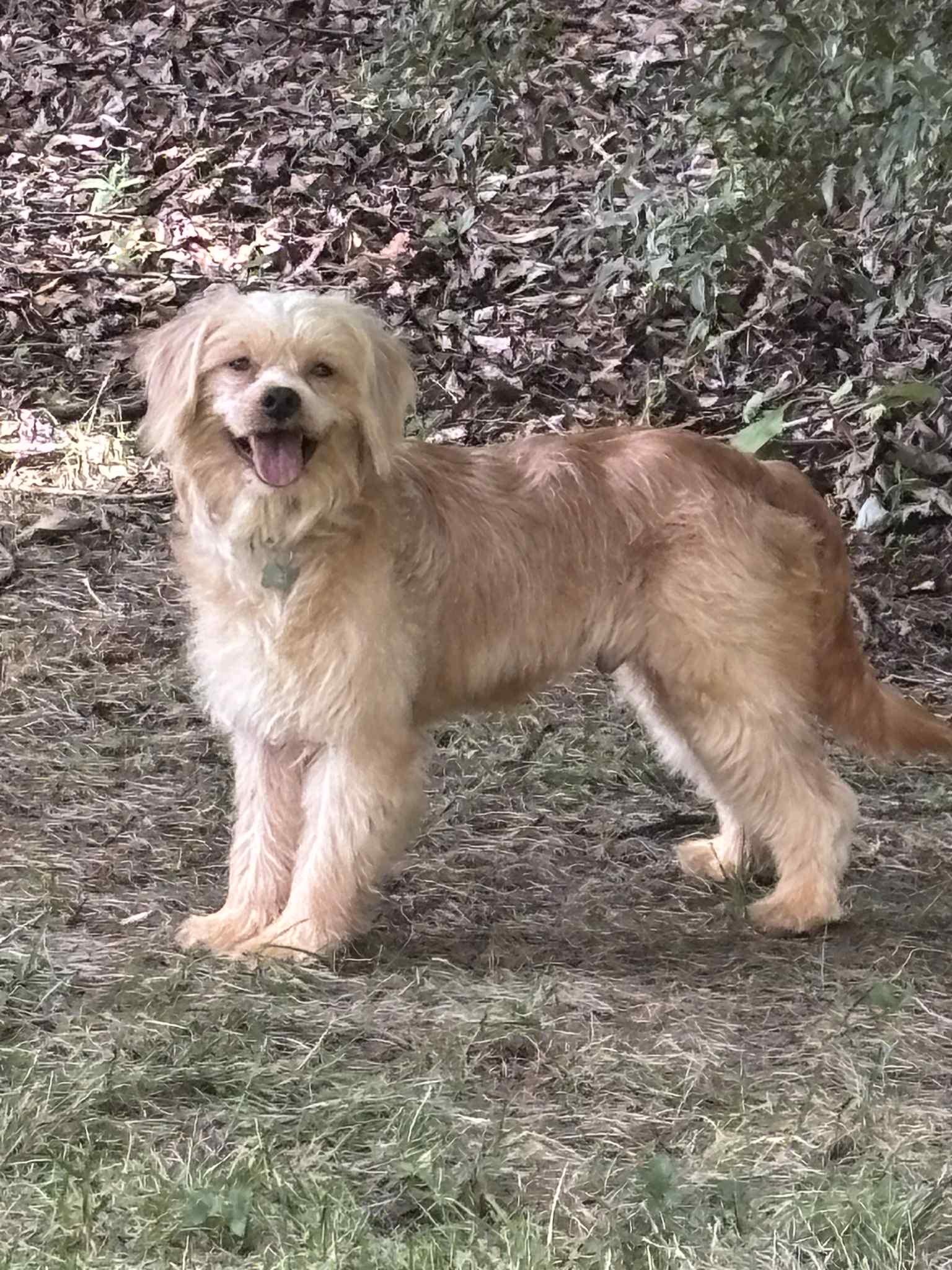 Enlarge Bailey, a Adopted mixed breed in Monroe, NC image 4/6