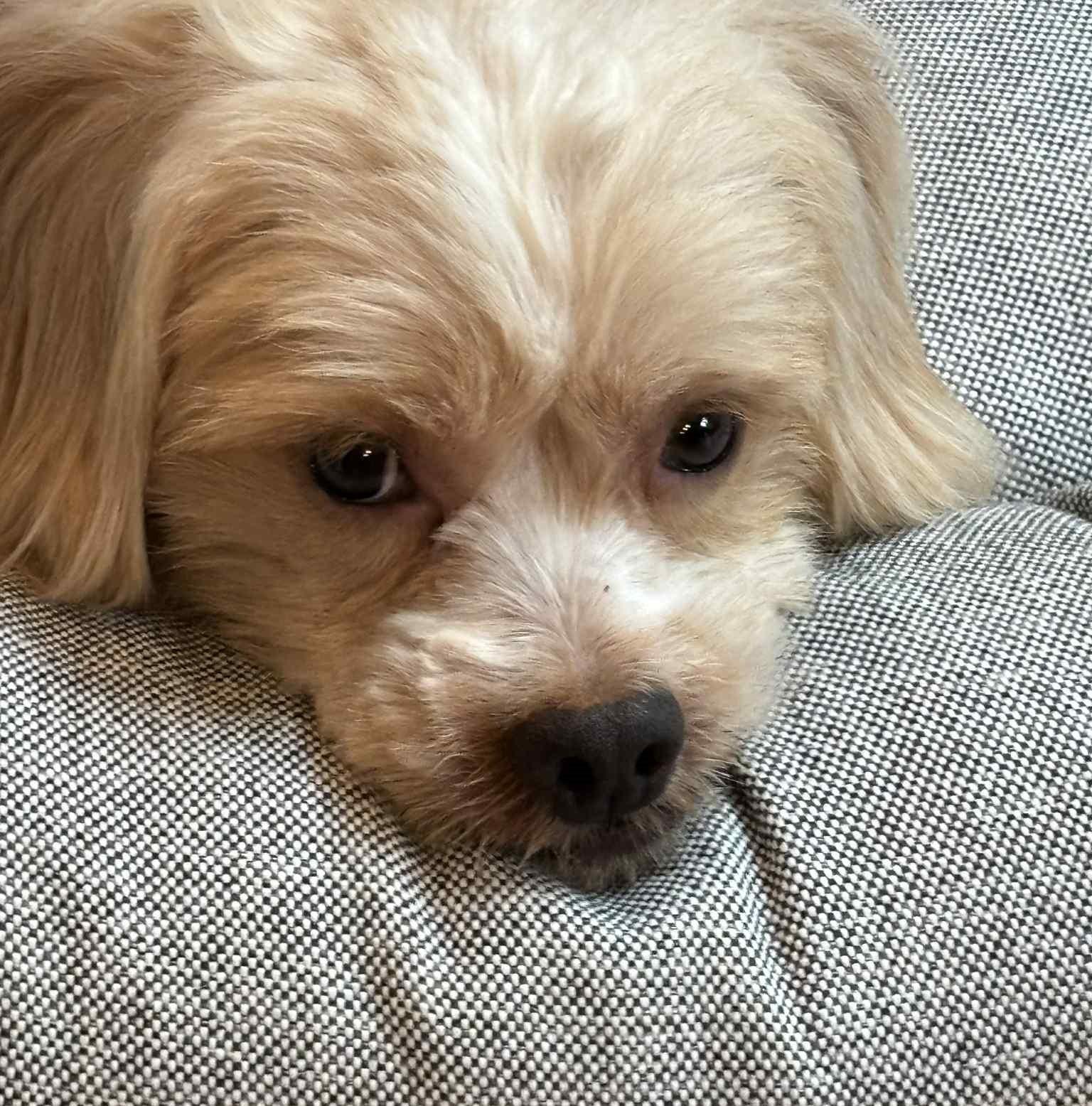 Enlarge Bailey, a Adopted mixed breed in Monroe, NC image 6/6