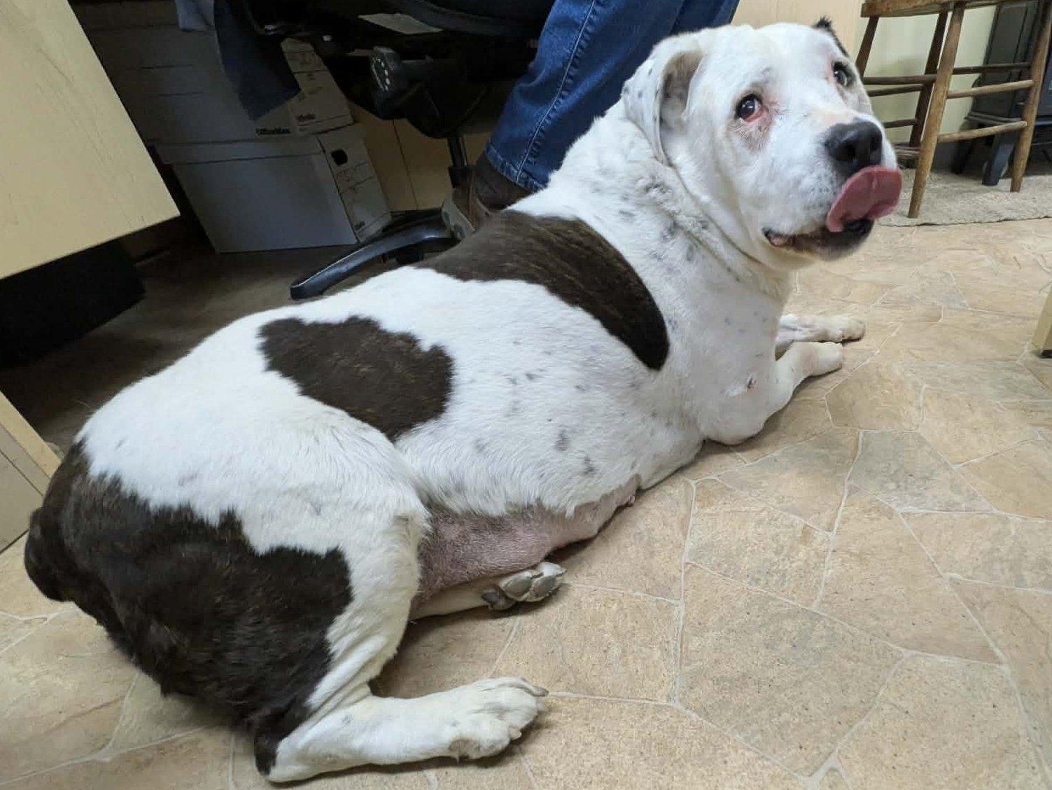 Enlarge Brownie (HOSPICE FOSTER NEEDED), a ADOPTABLE mixed breed in Republic, WA image 5/6