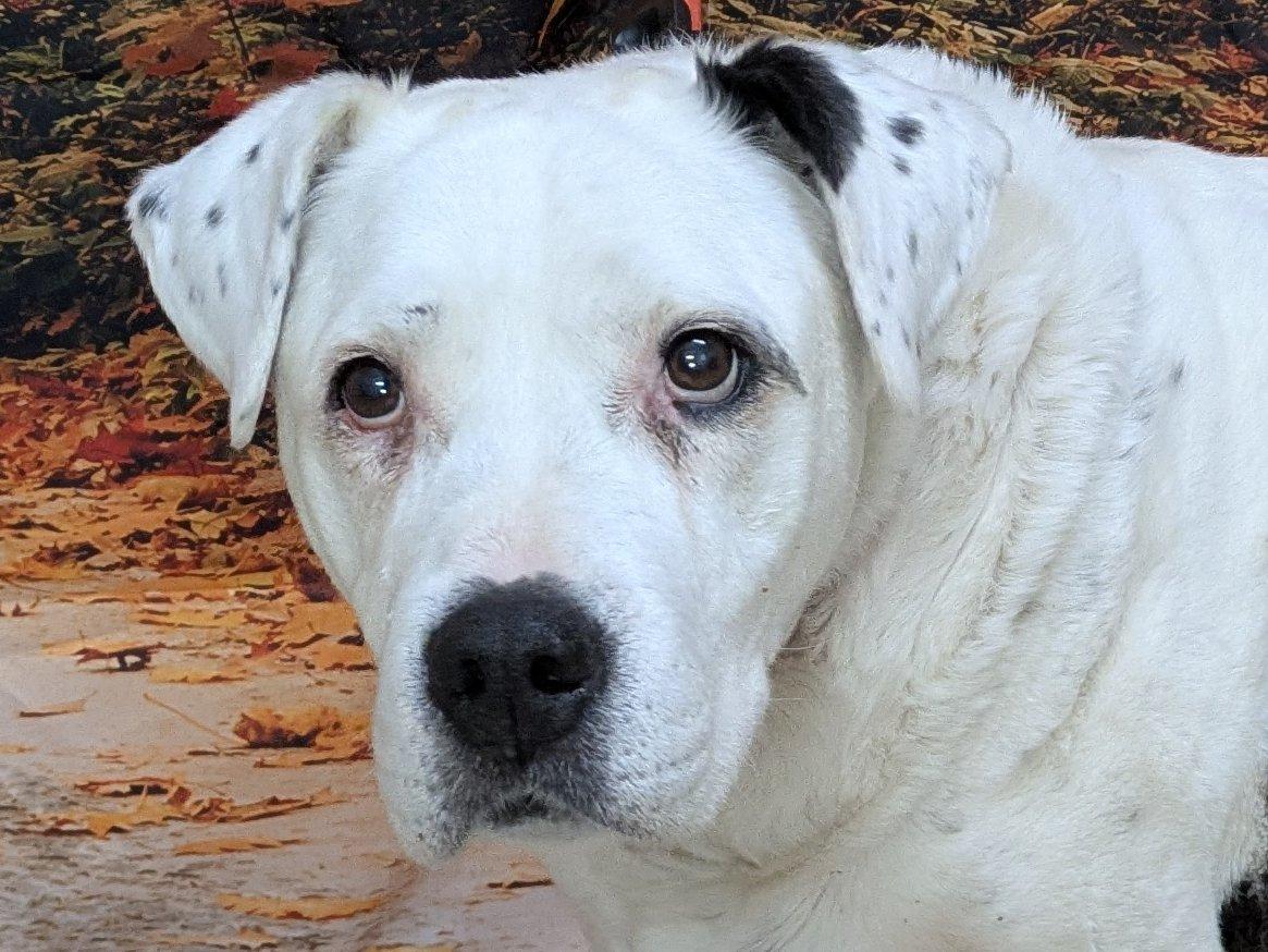 Enlarge Brownie (HOSPICE FOSTER NEEDED), a ADOPTABLE mixed breed in Republic, WA image 3/6