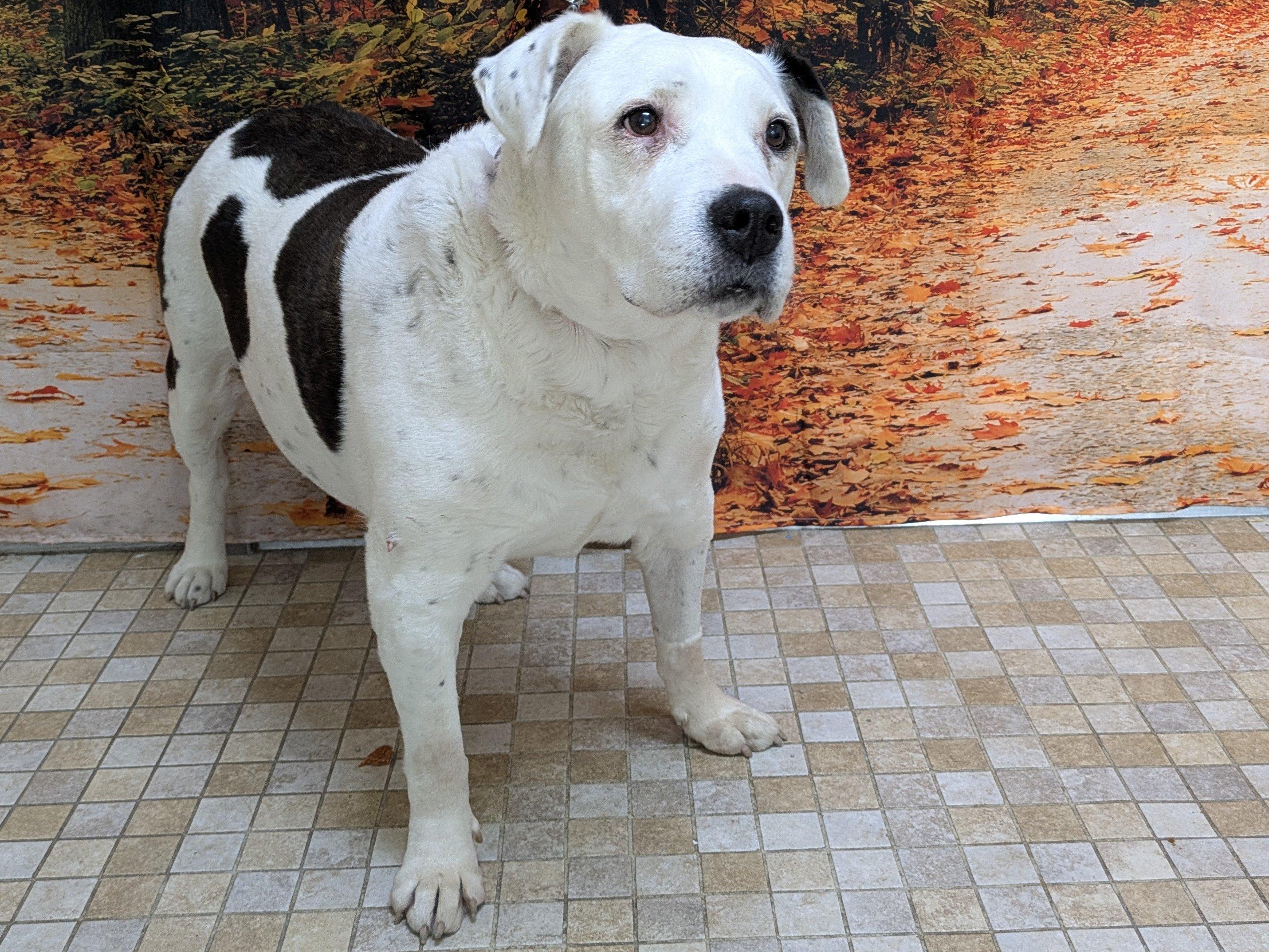 Enlarge Brownie (HOSPICE FOSTER NEEDED), a ADOPTABLE mixed breed in Republic, WA image 2/6