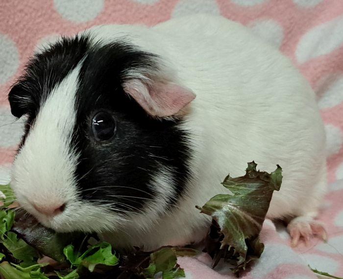 Enlarge Pom, an adoptable Short-Haired in Gary, IN image 1/4