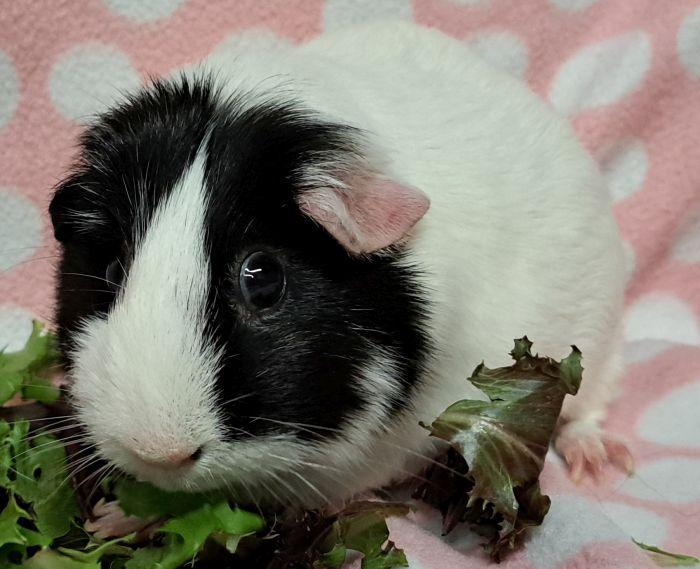 Enlarge Pom, an adoptable Short-Haired in Gary, IN image 3/4