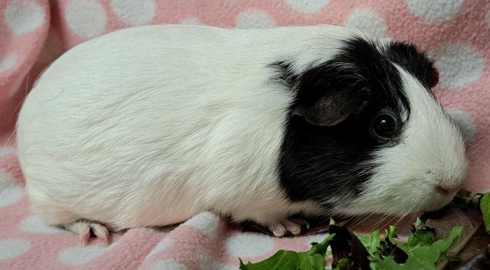 Enlarge Pom, an adoptable Short-Haired in Gary, IN image 4/4