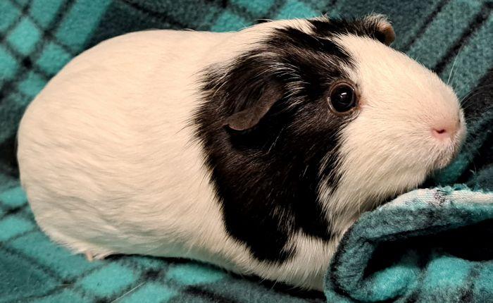 Pom, adoptable, Adult Female Short-Haired.