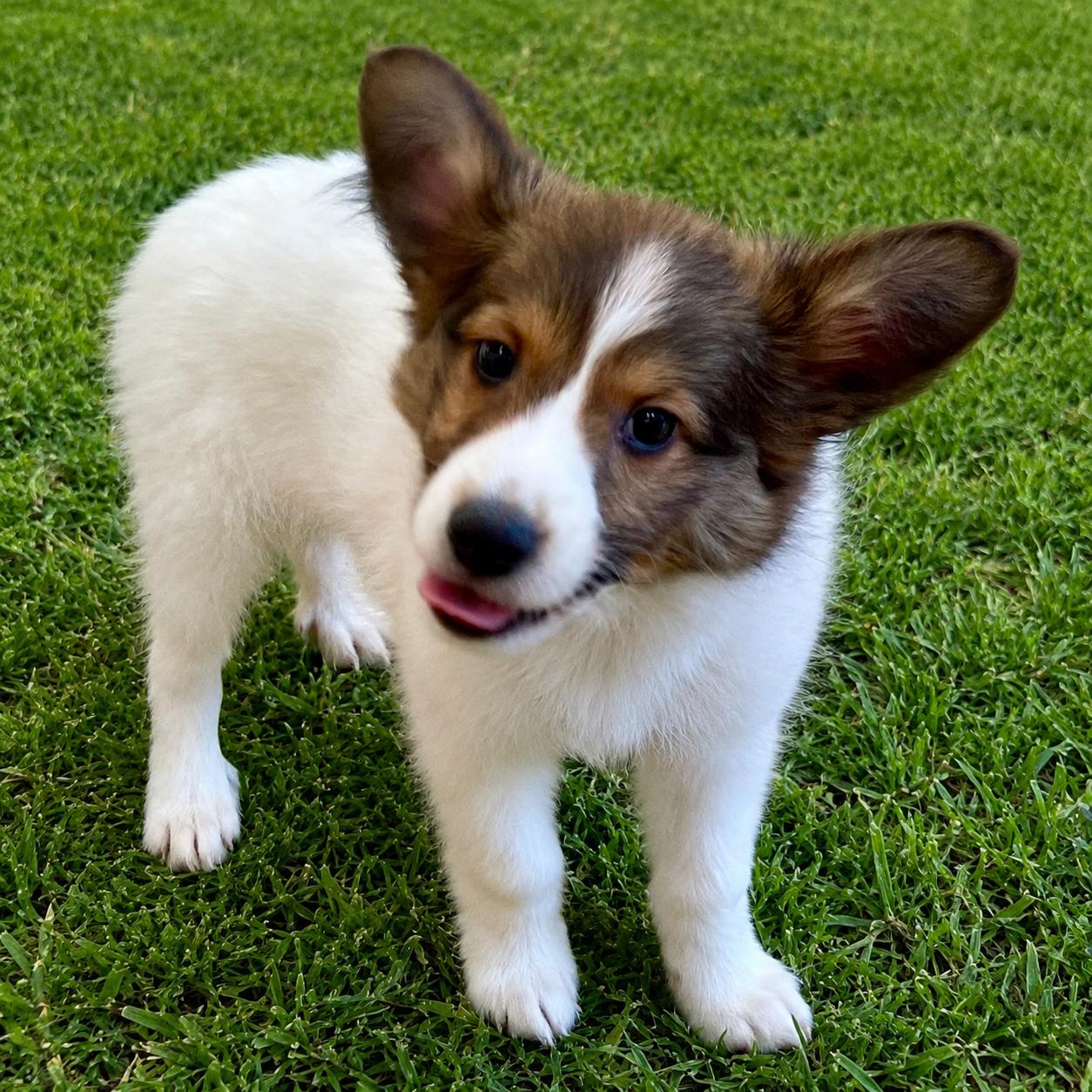 Rory, adopted, Puppy Male Shetland Sheepdog / Sheltie & Cardigan Welsh Corgi.