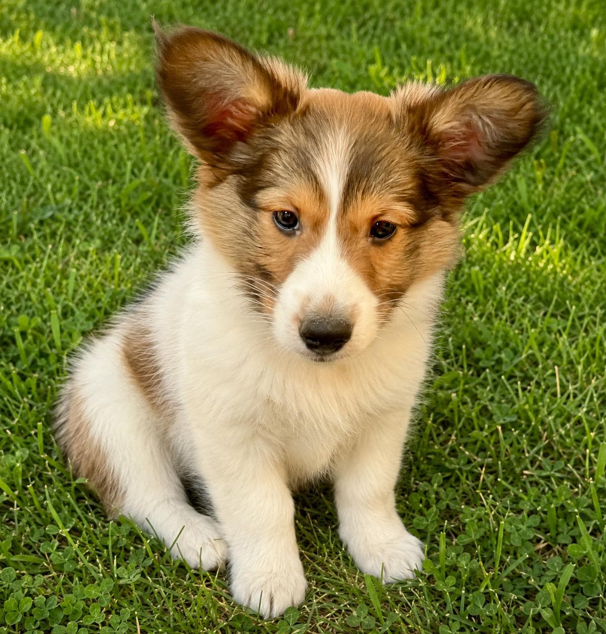Rory, an adopted mixed breed in POTOMAC, MD image 3/4