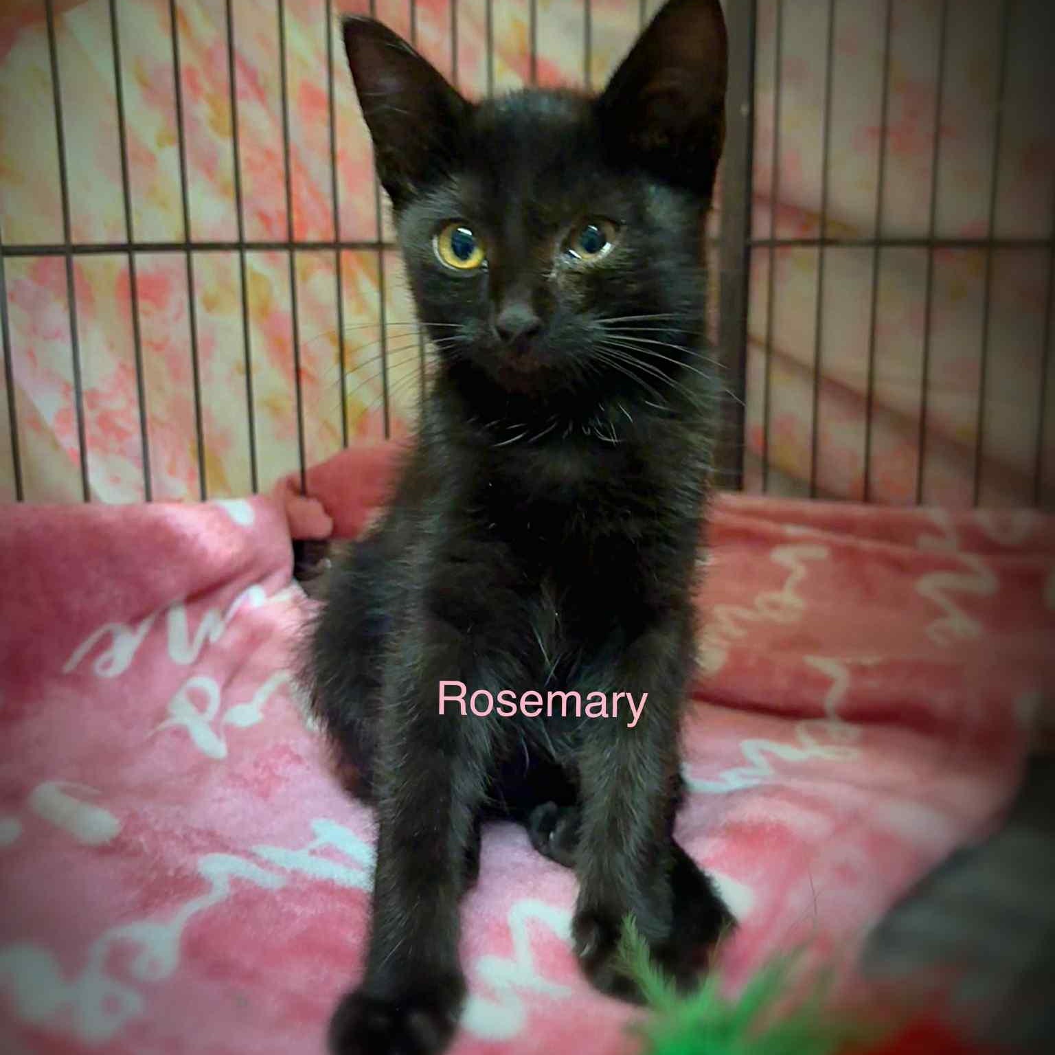 Rosemary